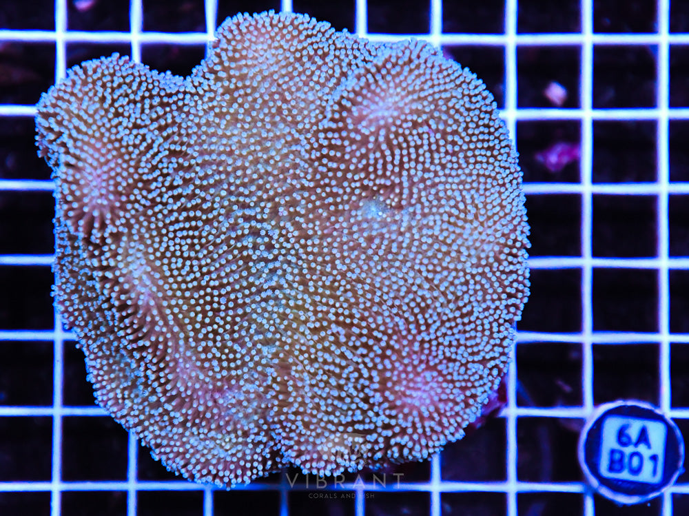 Neon Long Polyp Toadstool