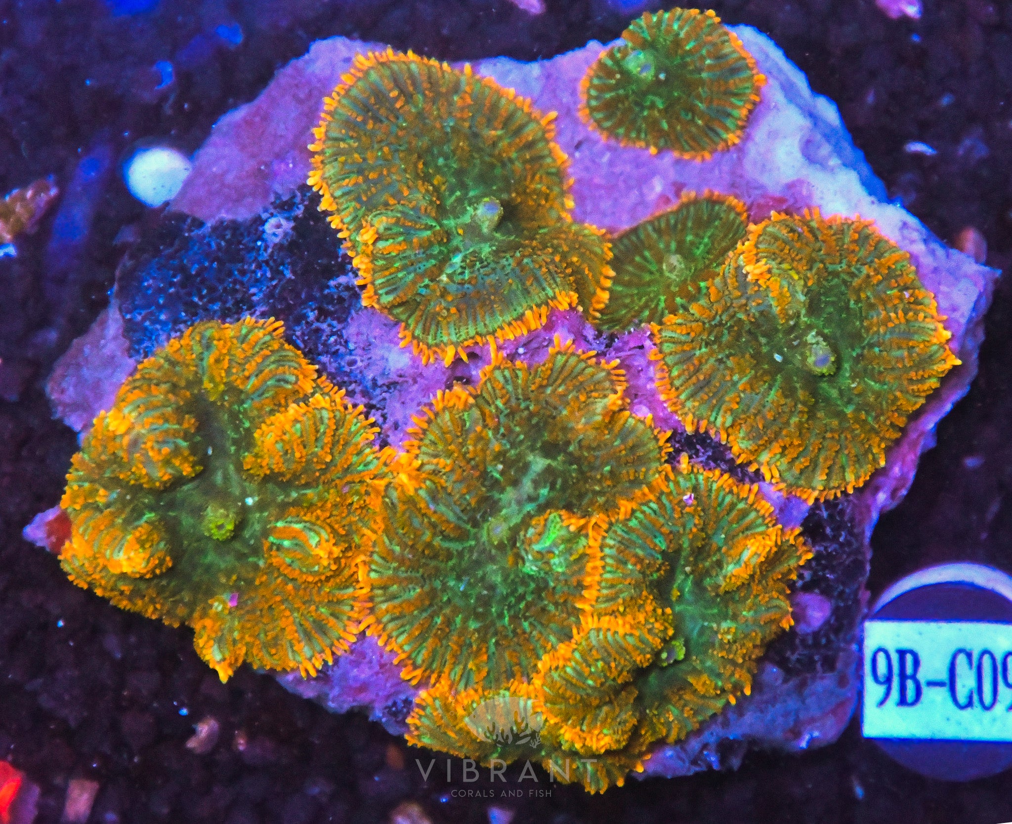 Mushroom INDO W