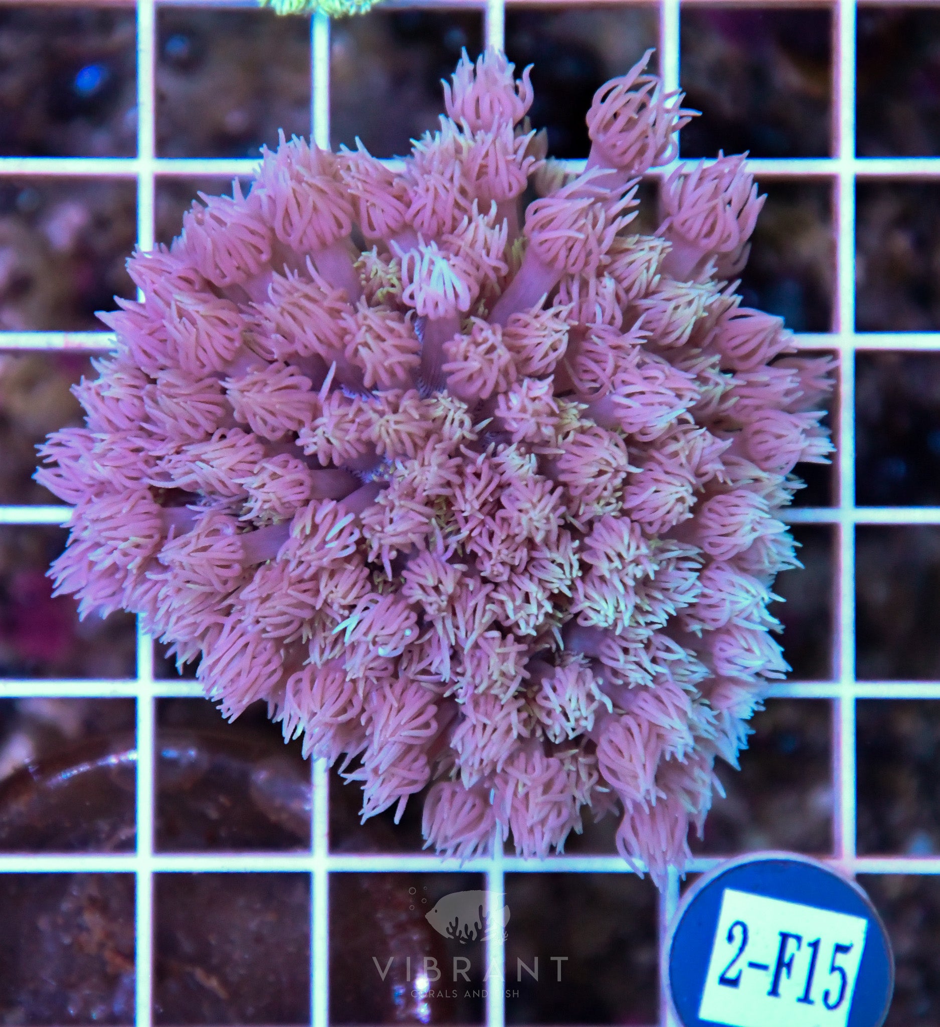 Goniopora Ultra WAUS