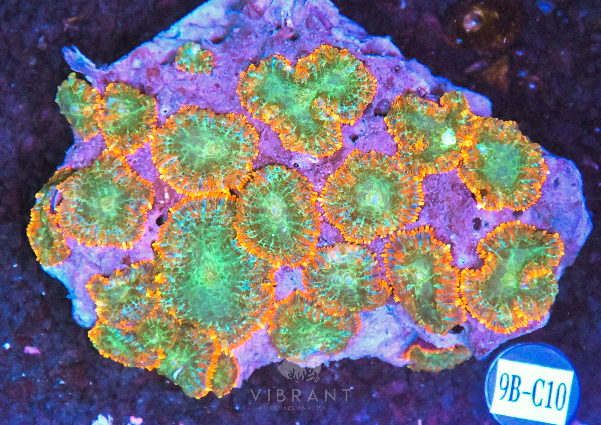 Mushroom INDO W