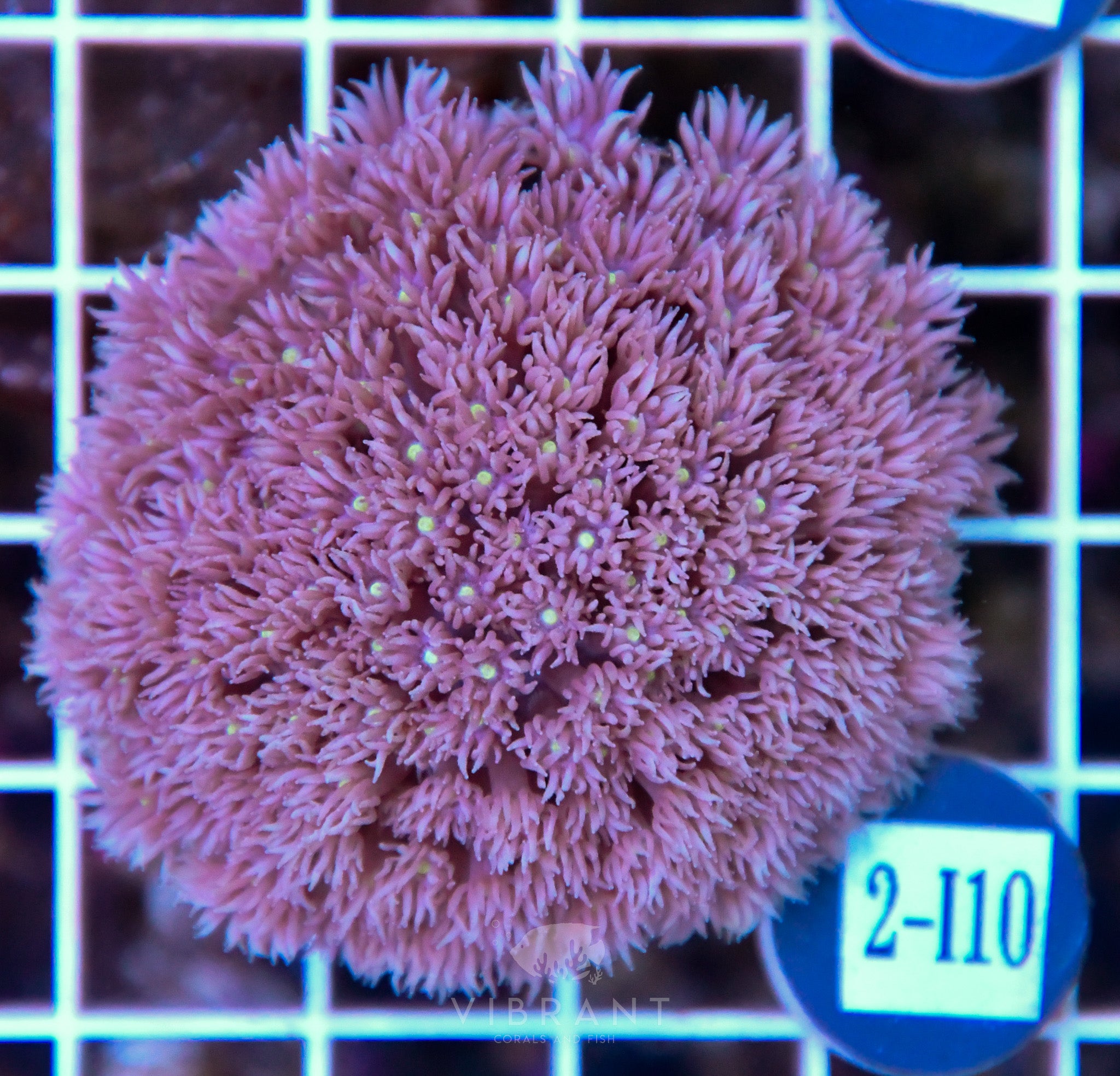 Goniopora Ultra WAUS