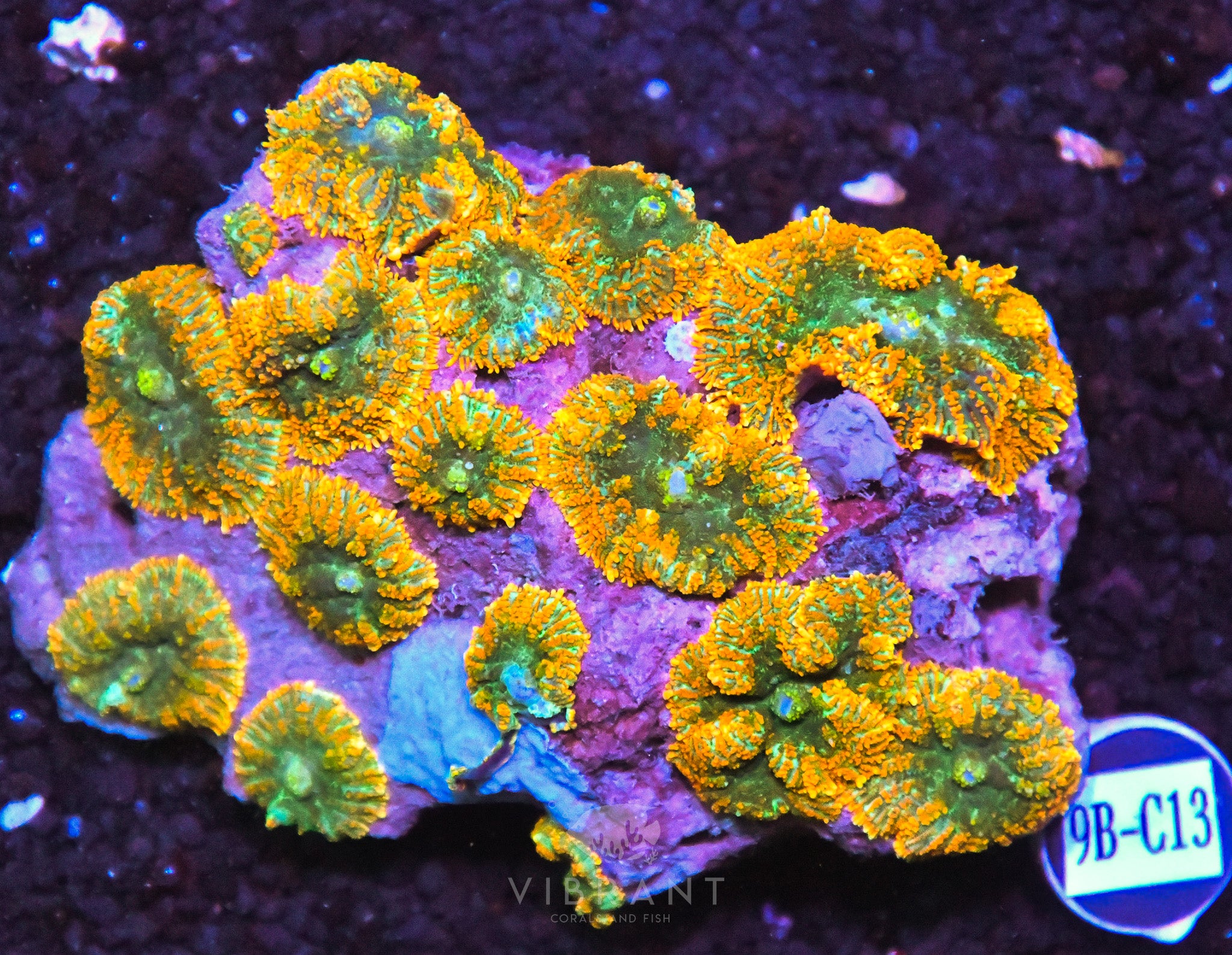 Mushroom INDO W