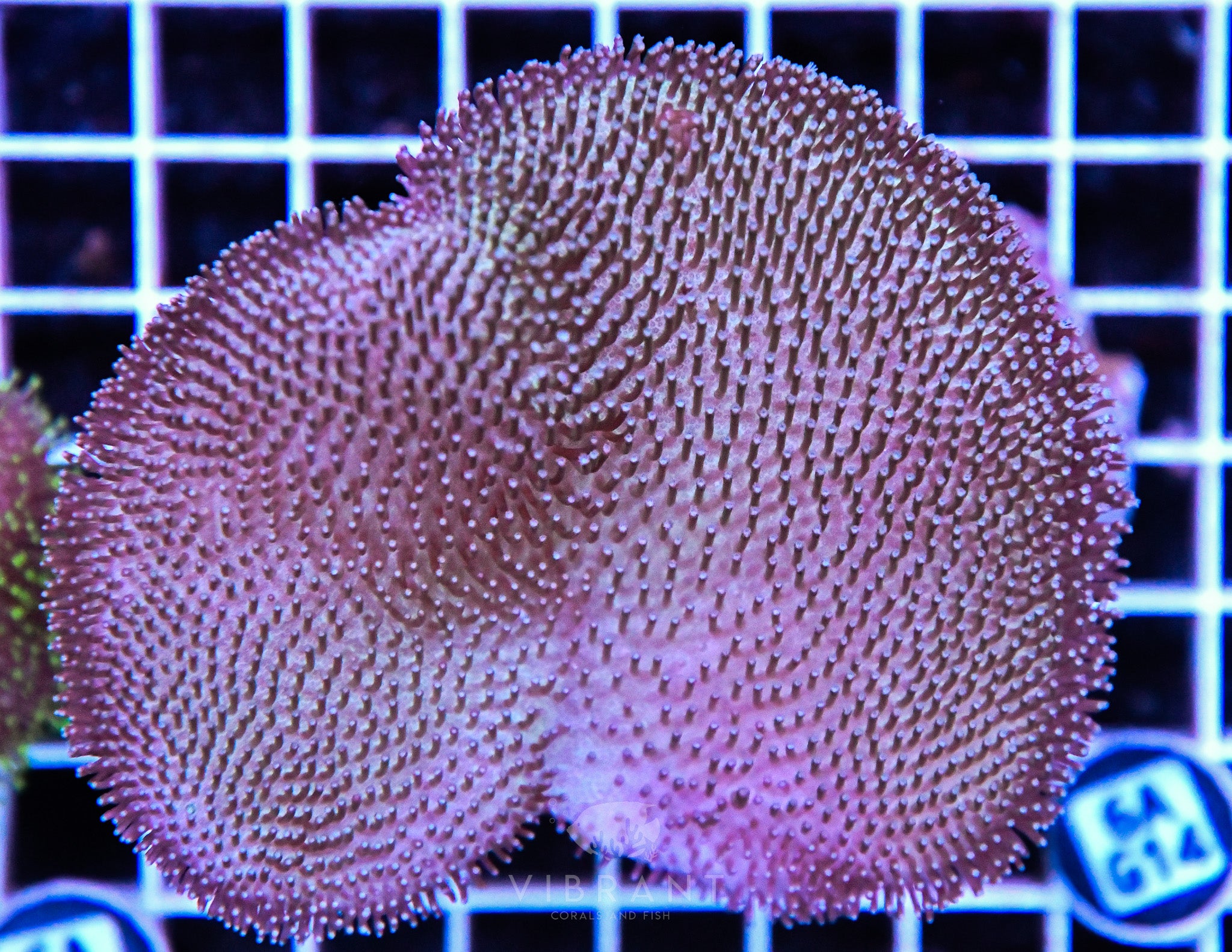 Toadstool INDO
