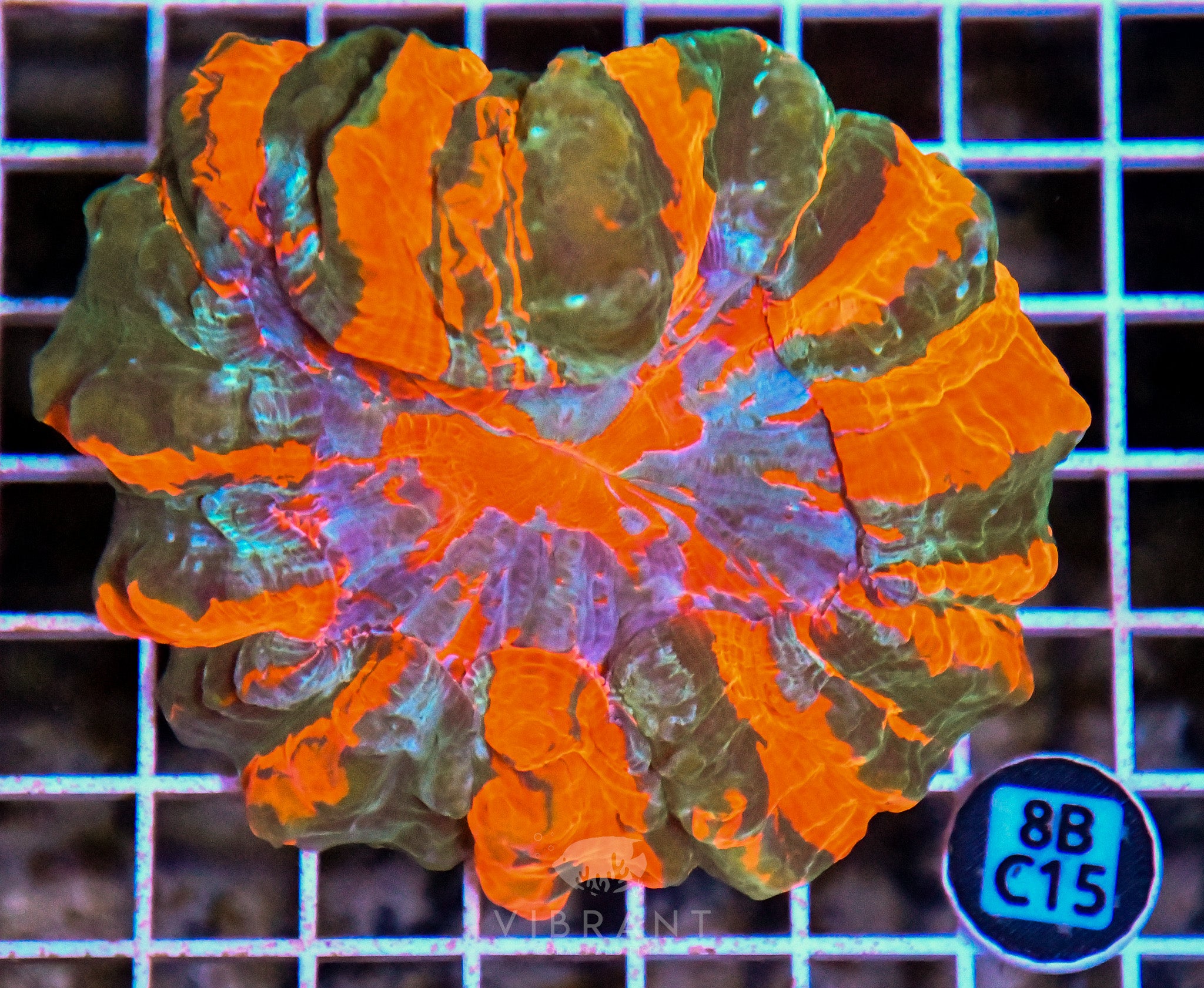 Acanthophyllia INDO W