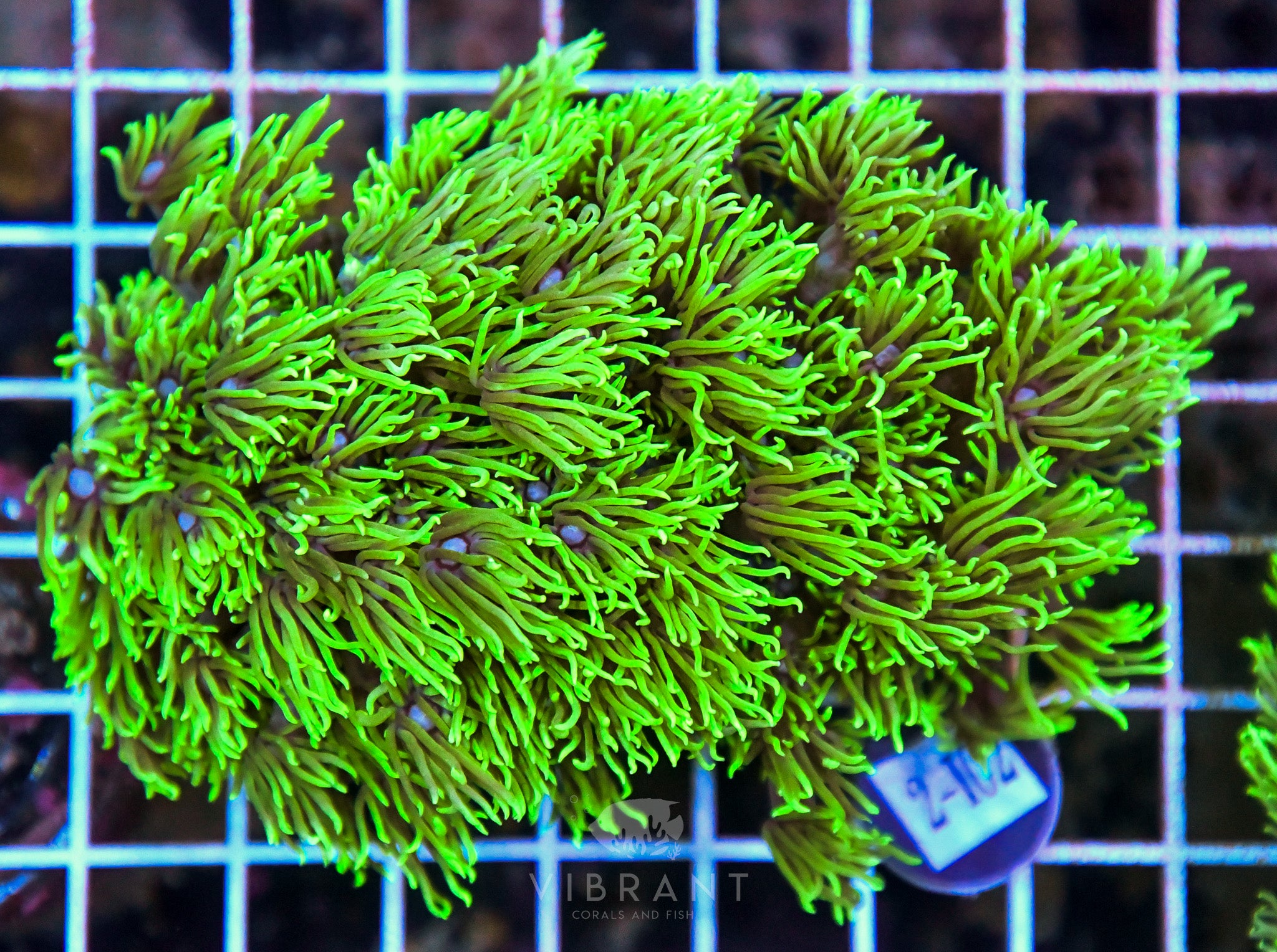 Goniopora SOL