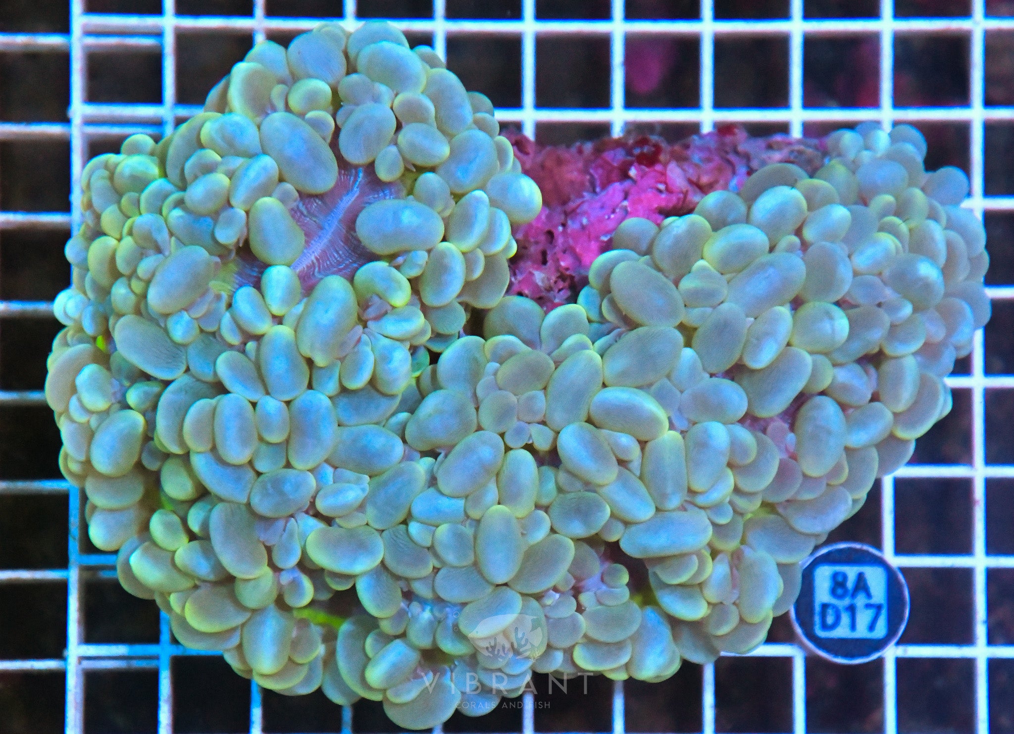 Bubble Coral INDO W