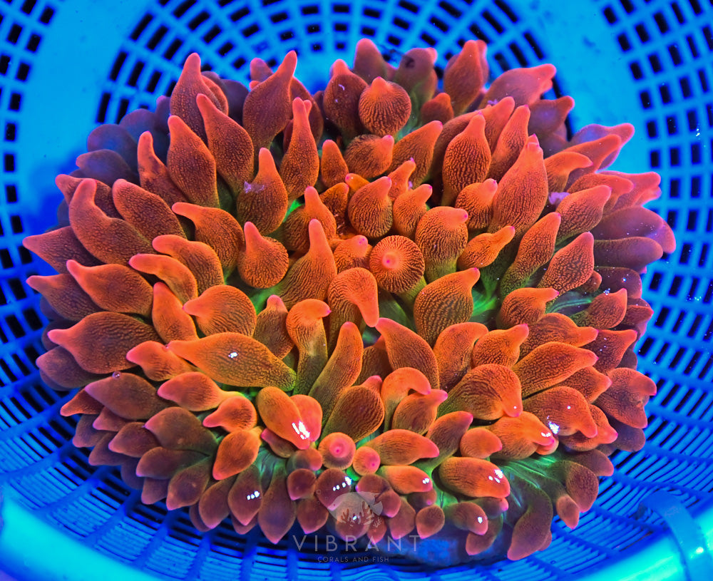 Bubble Tip Anemone