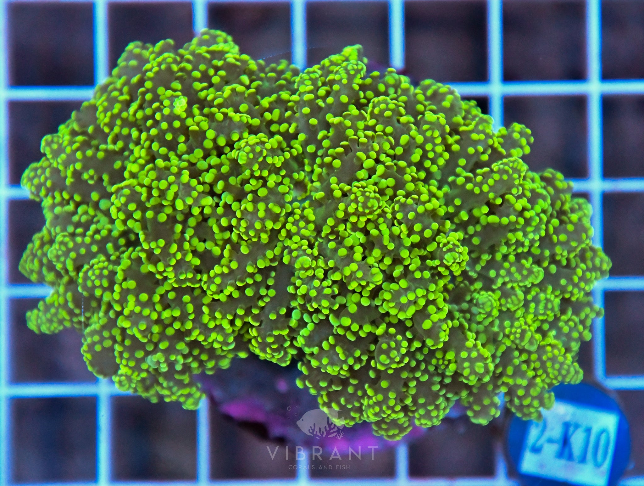 Yaeyamaensis Branching INDO