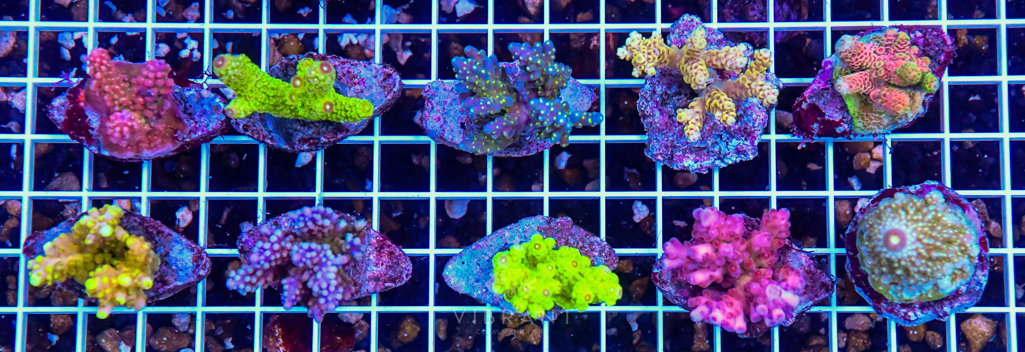 Acro Tiny Pack 10pc SAMPLE