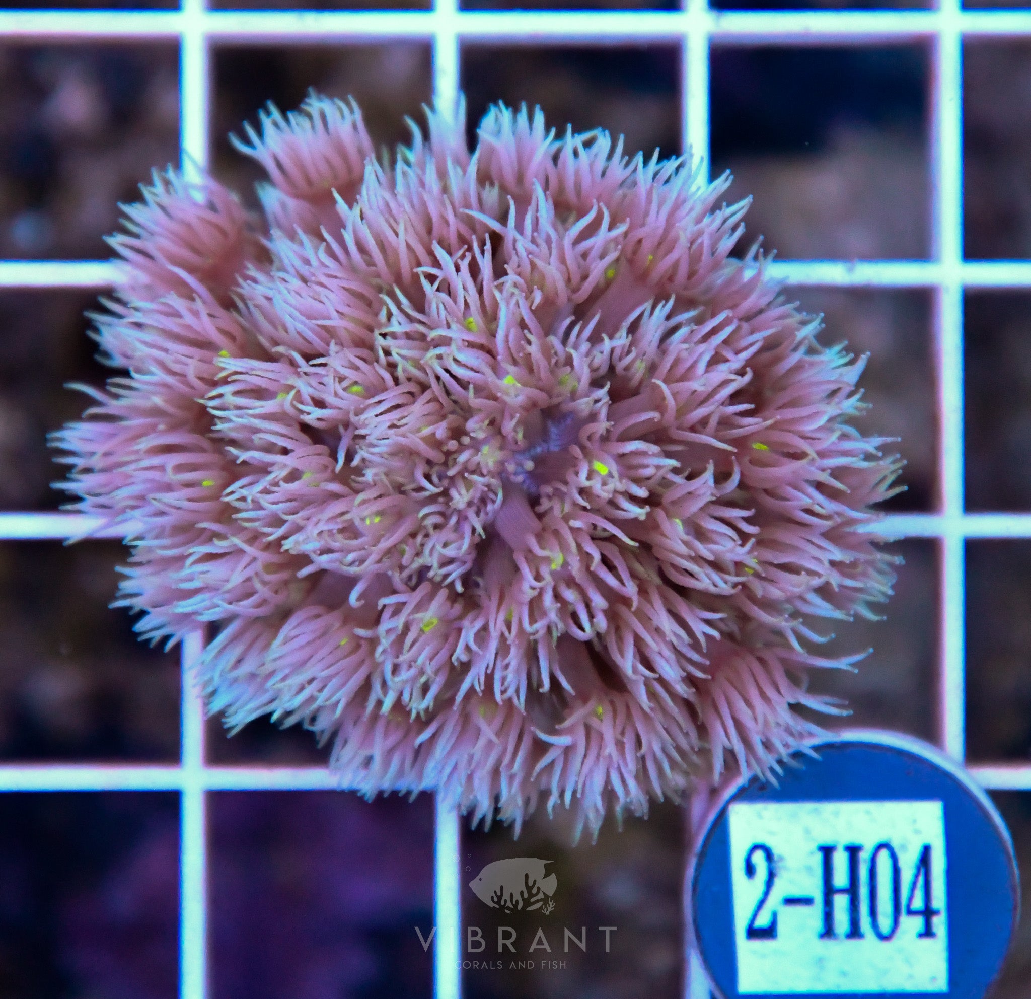 Goniopora Ultra WAUS