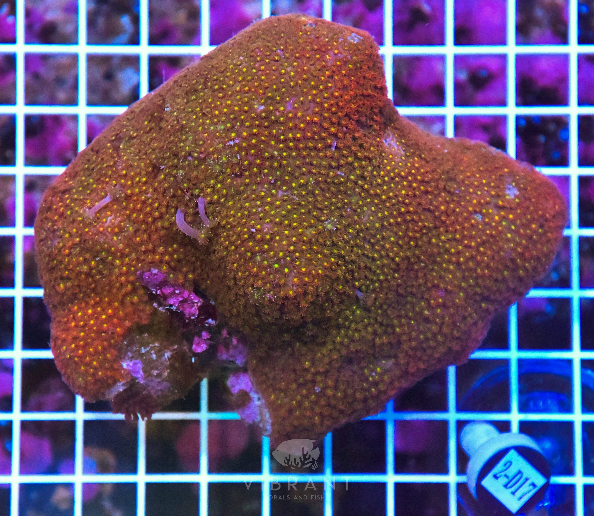 Goniopora (Bernardpora) INDO W