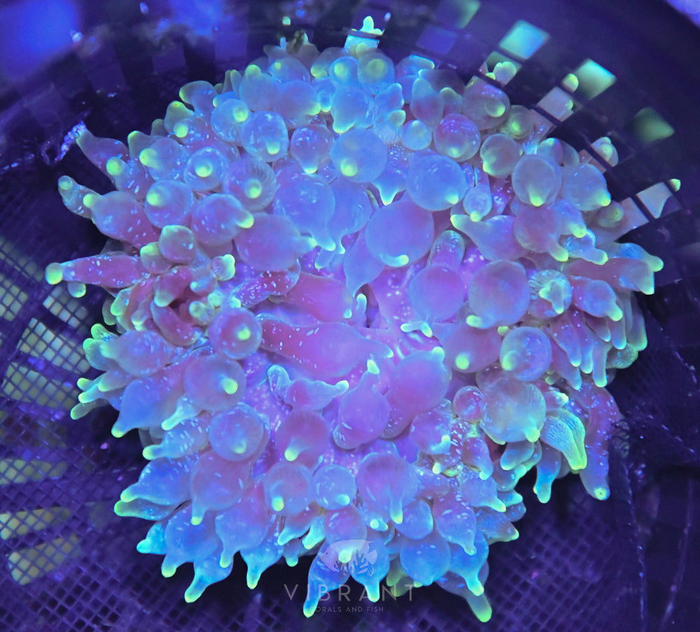 Anemone Ultra