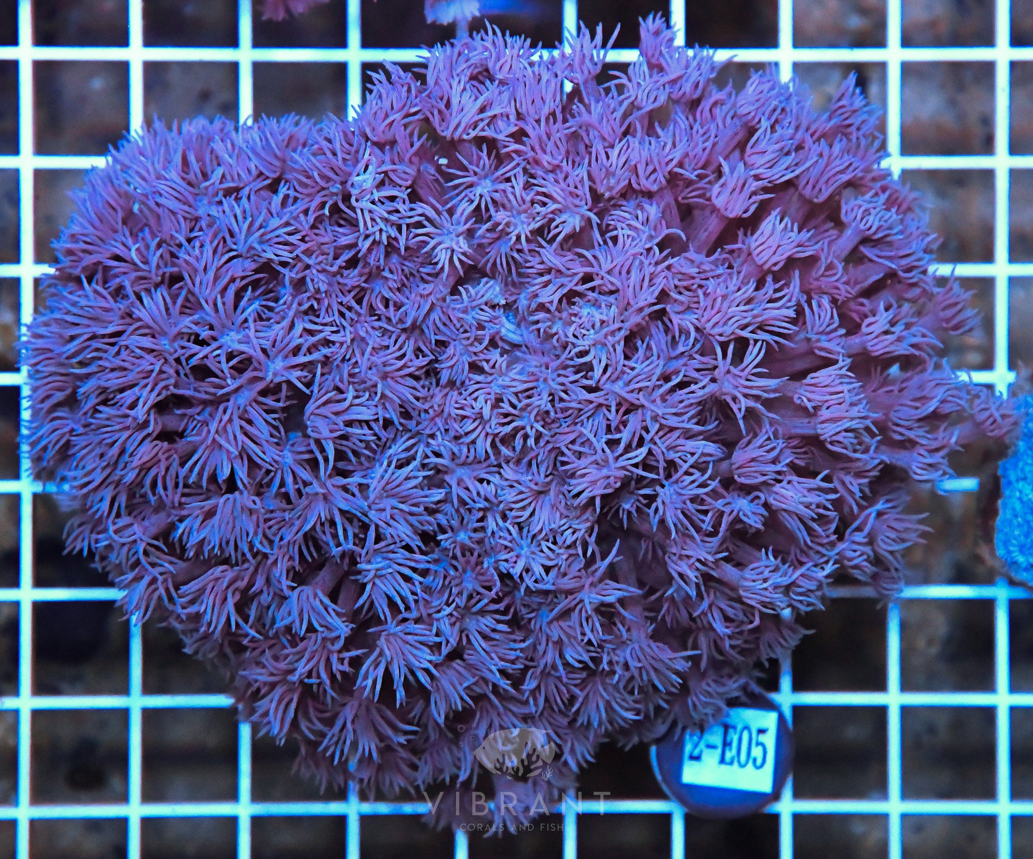 Goniopora WAUS