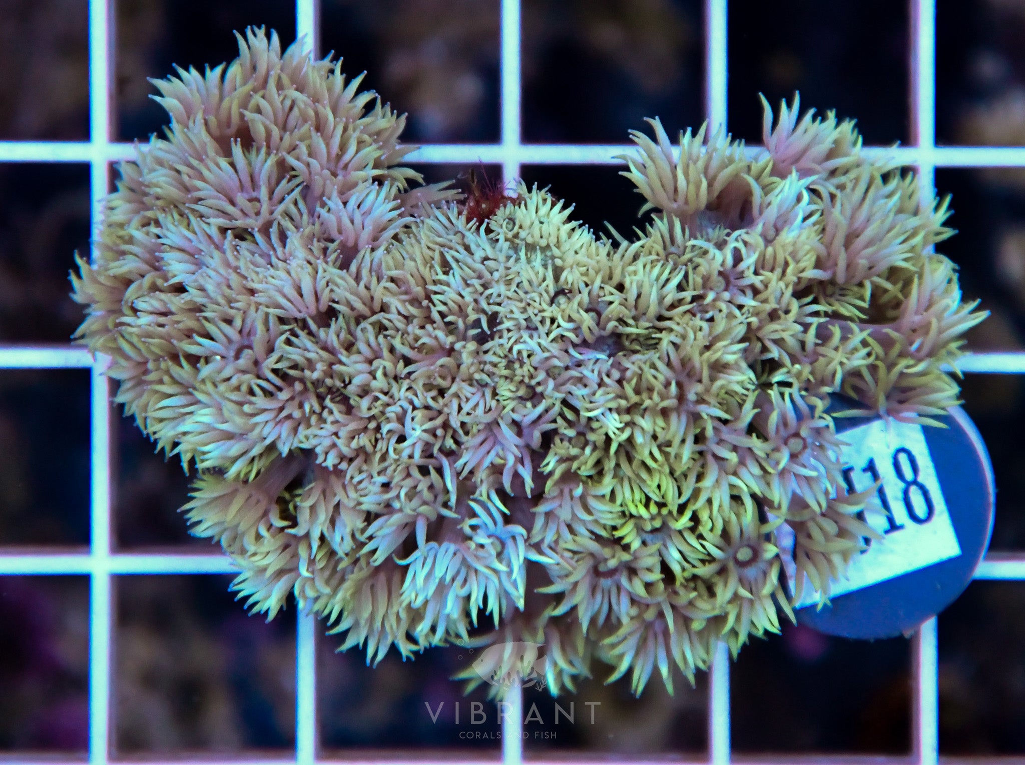 Goniopora Ultra WAUS