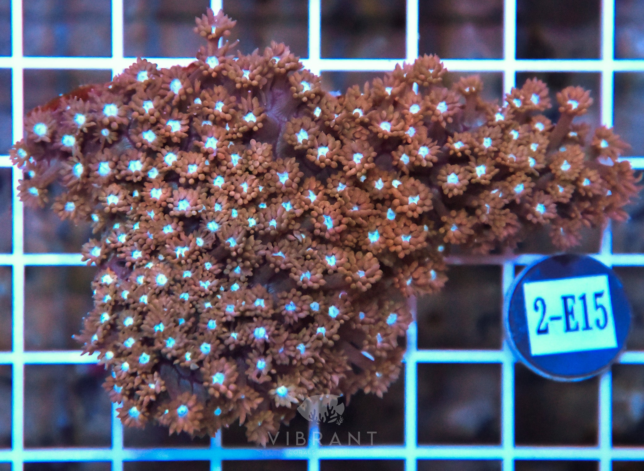 Goniopora WAUS