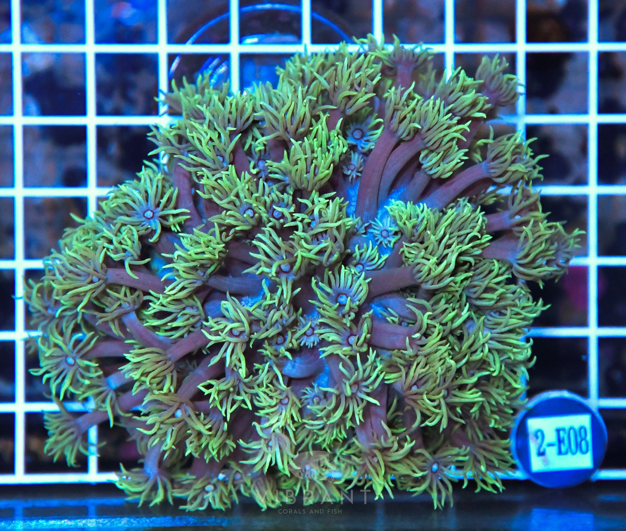 Goniopora WAUS