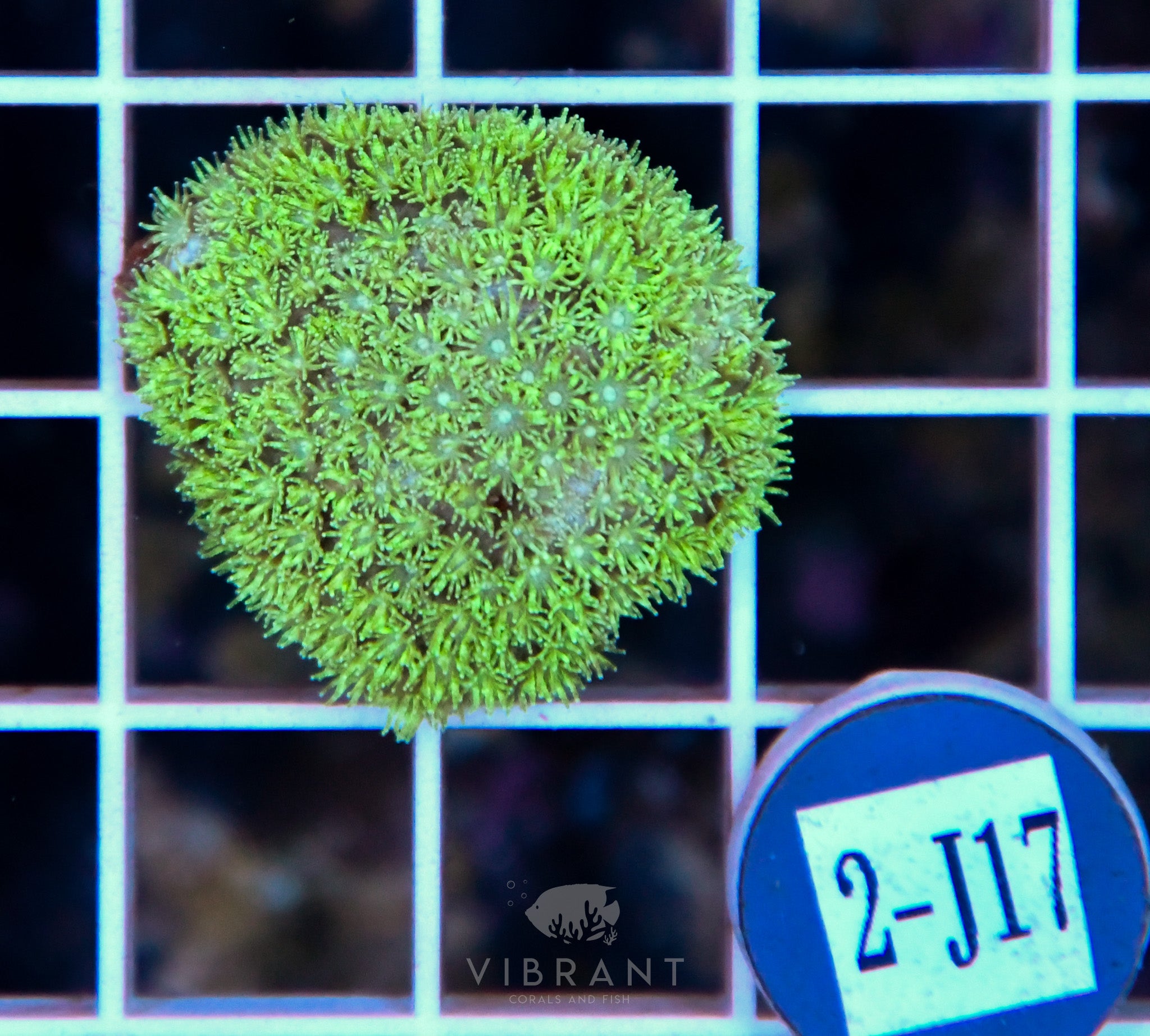 Goniopora Ultra WAUS