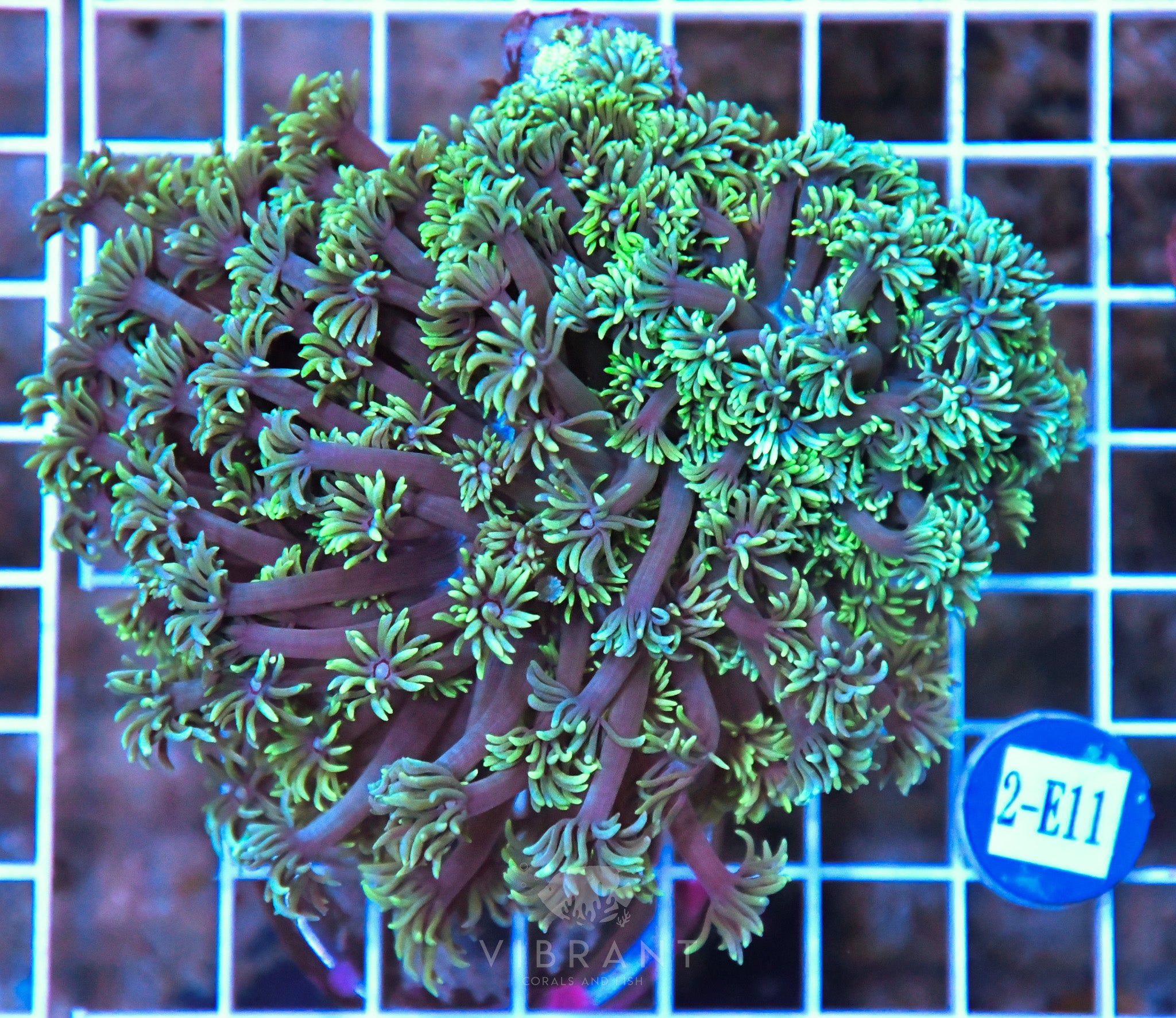 Goniopora WAUS