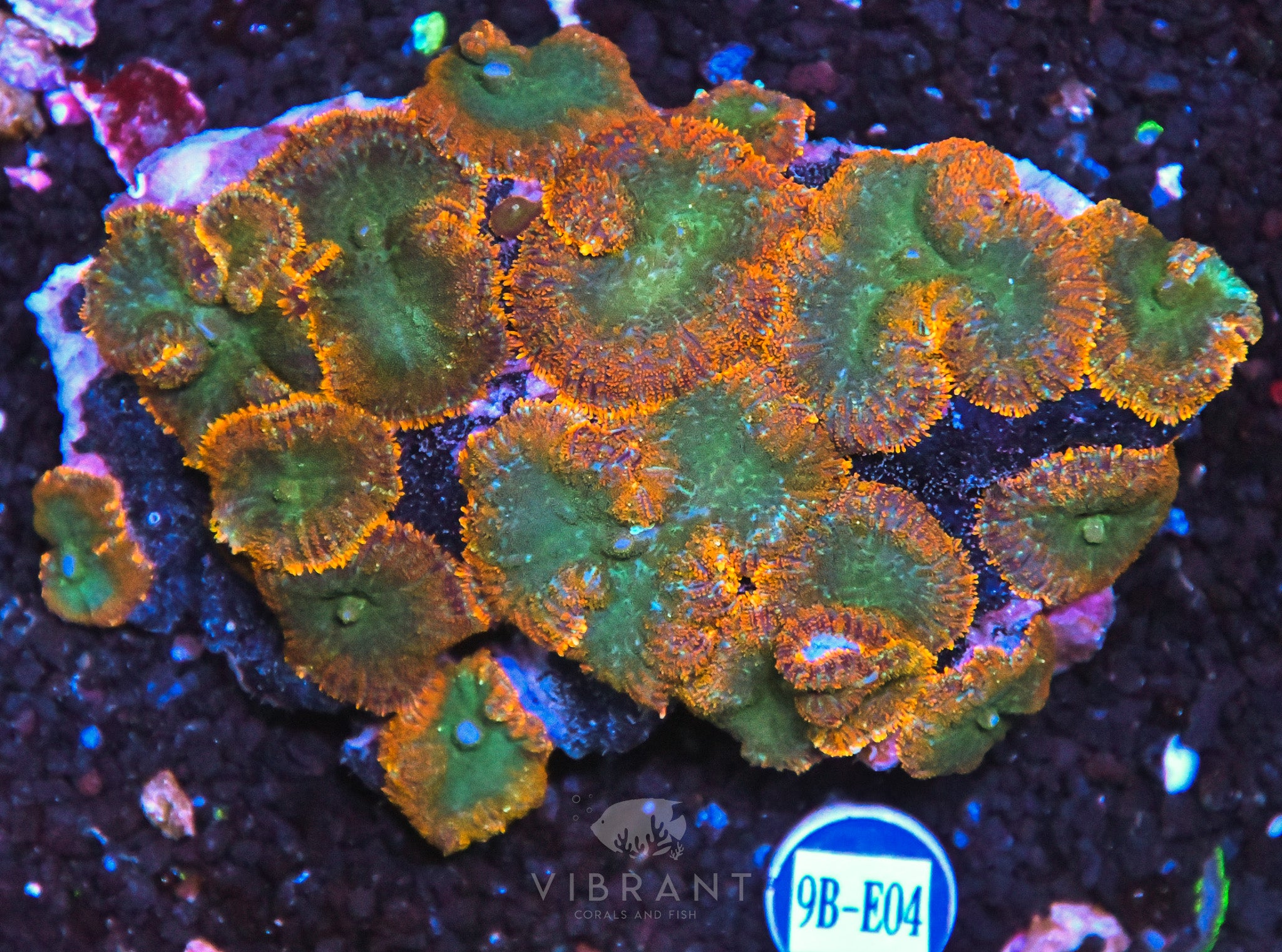 Mushroom INDO W