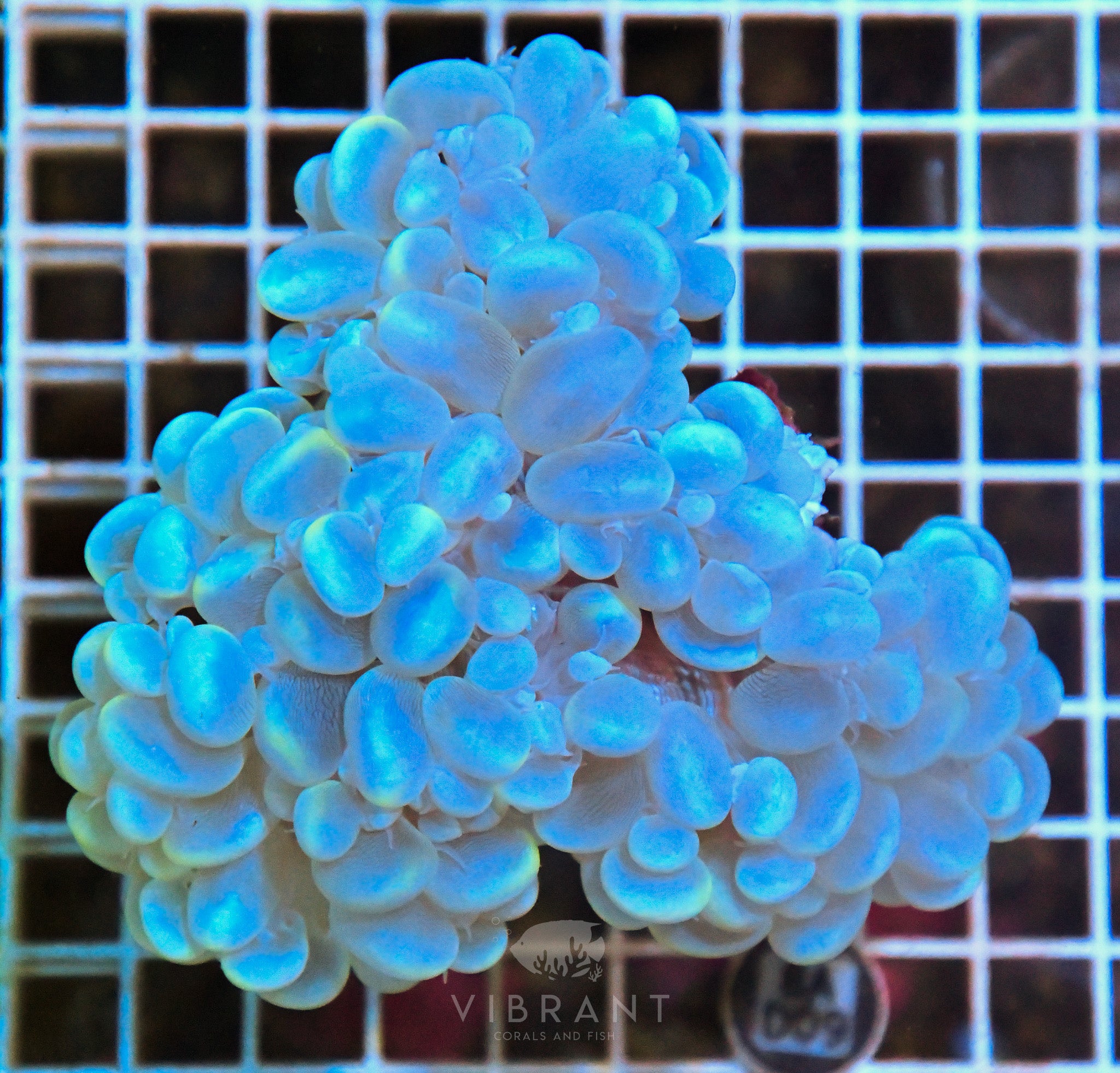 Bubble Coral INDO W