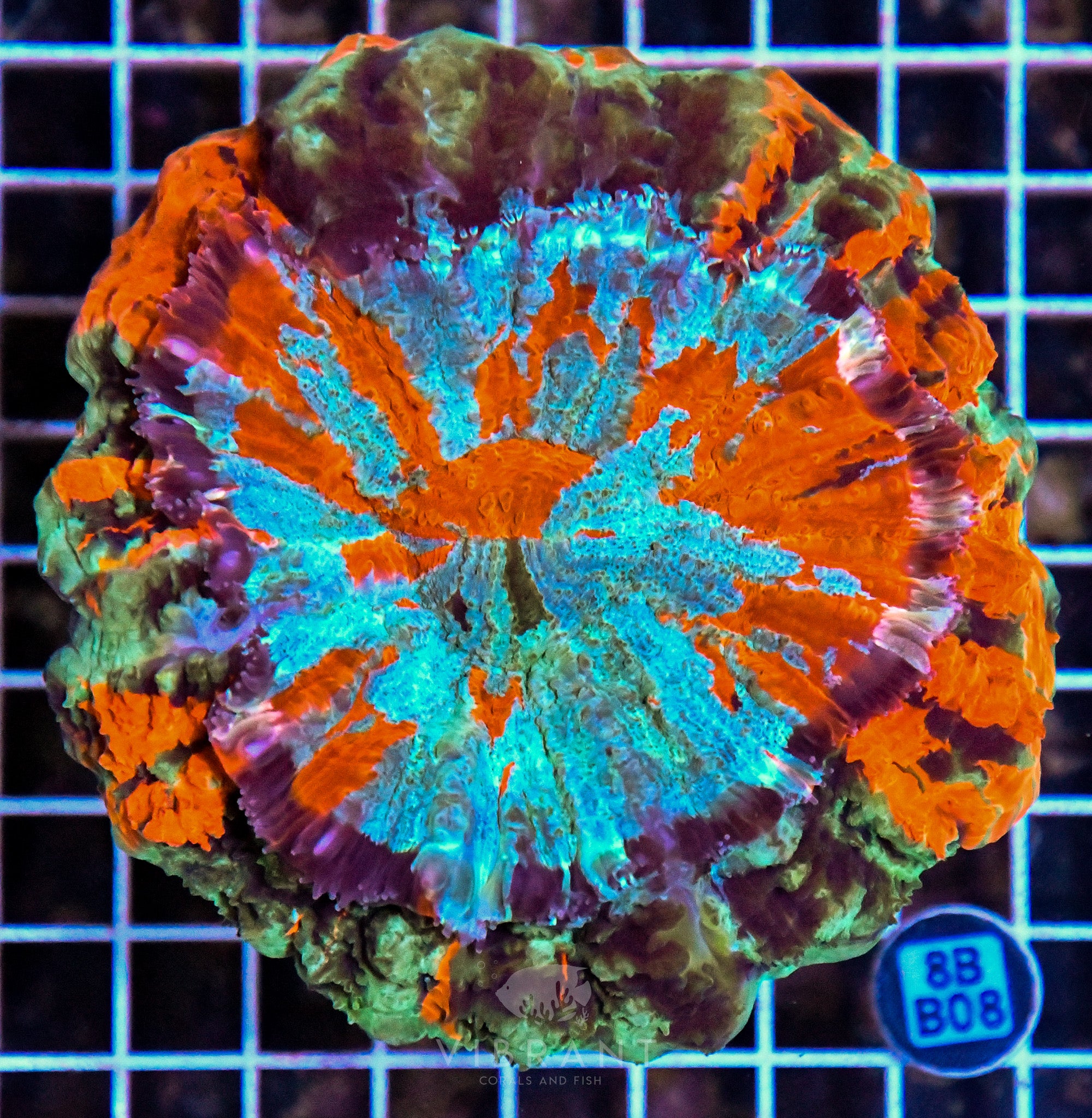 Acanthophyllia INDO W