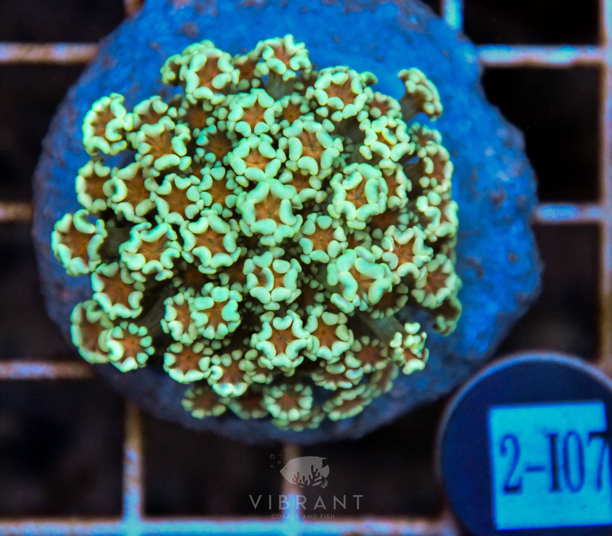 Alveopora Ultra INDO