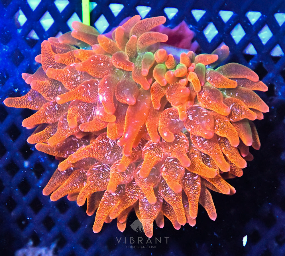Bubble Tip Anemone