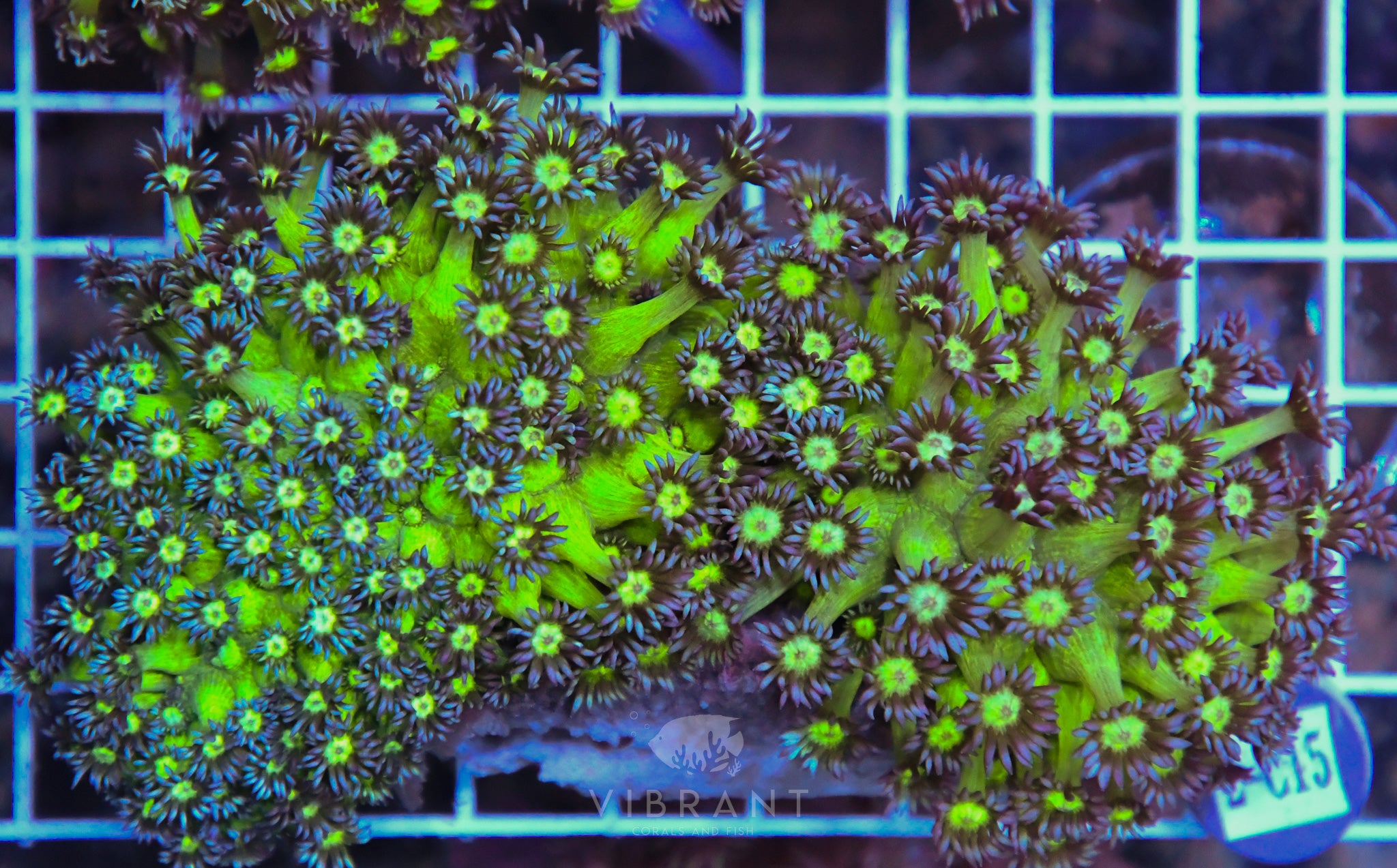 Goniopora Ultra INDO W