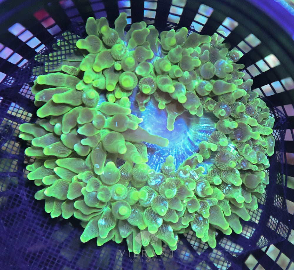 Anemone Ultra