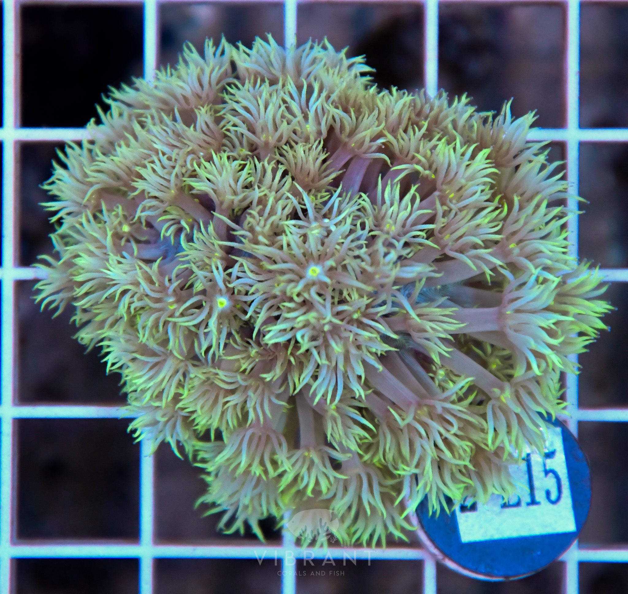 Goniopora Ultra WAUS