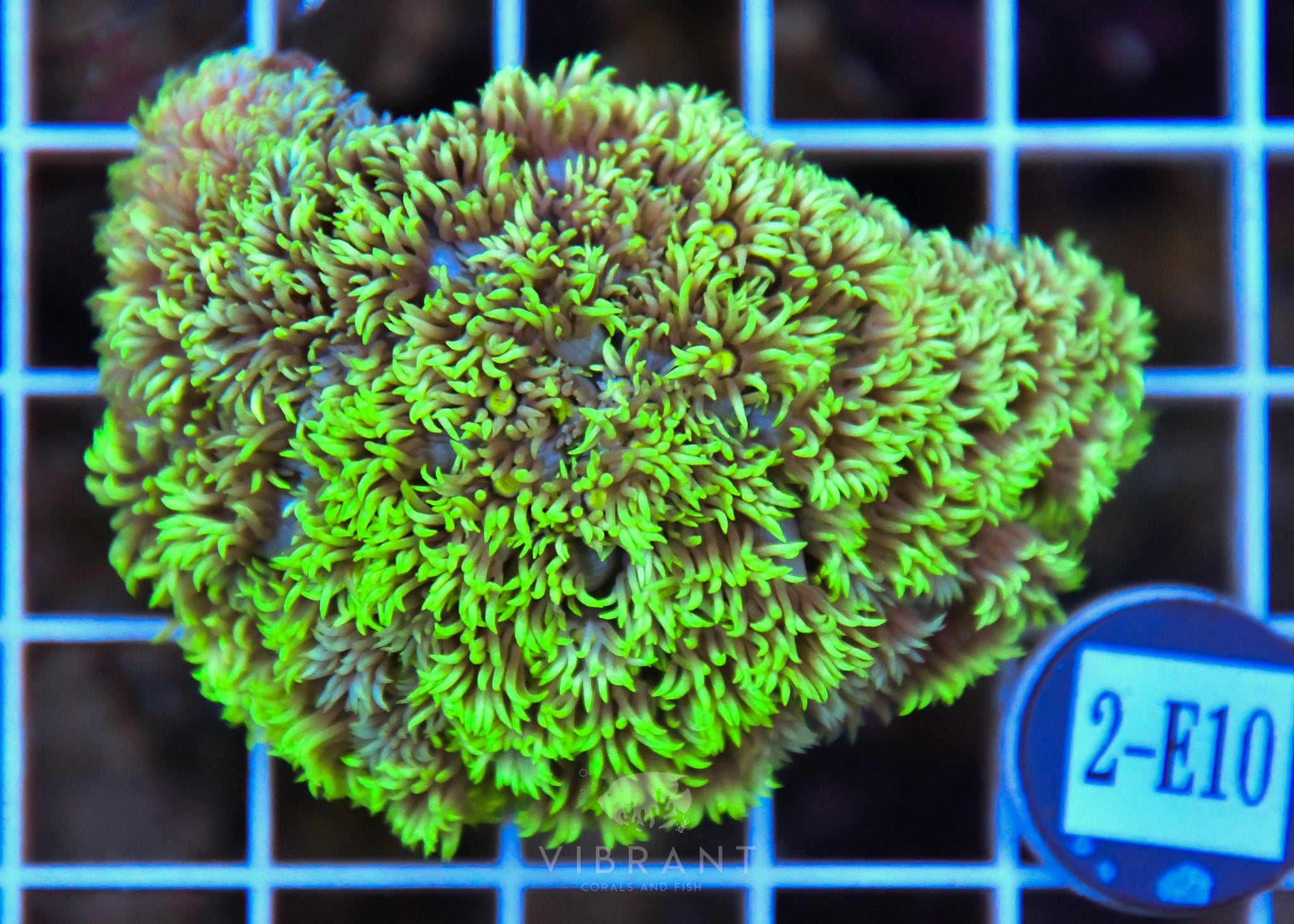 Goniopora