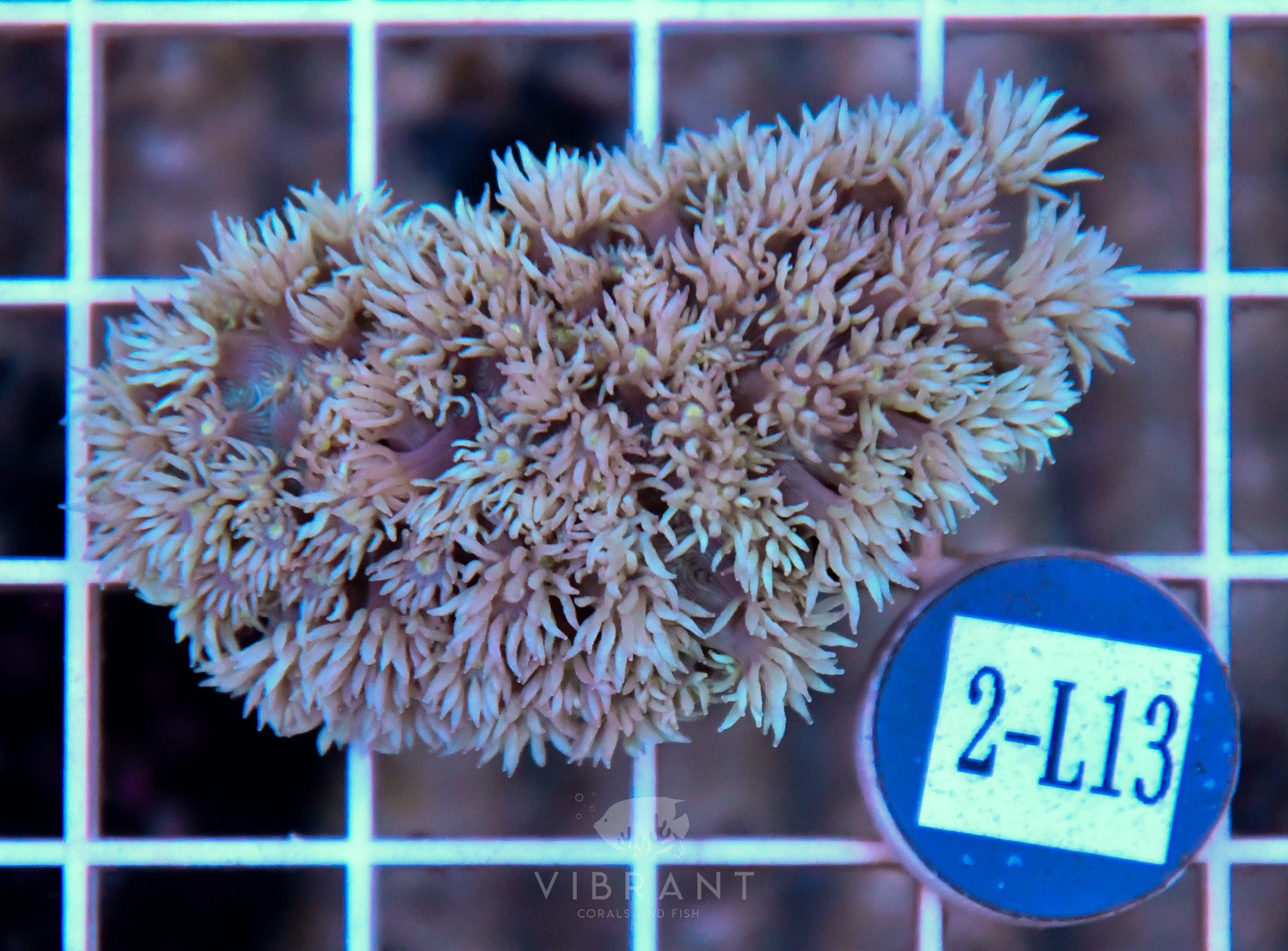 Goniopora Ultra WAUS