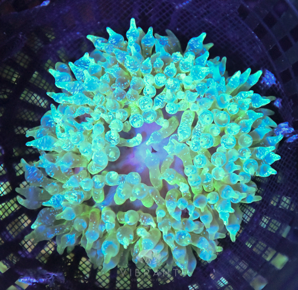 Anemone Ultra