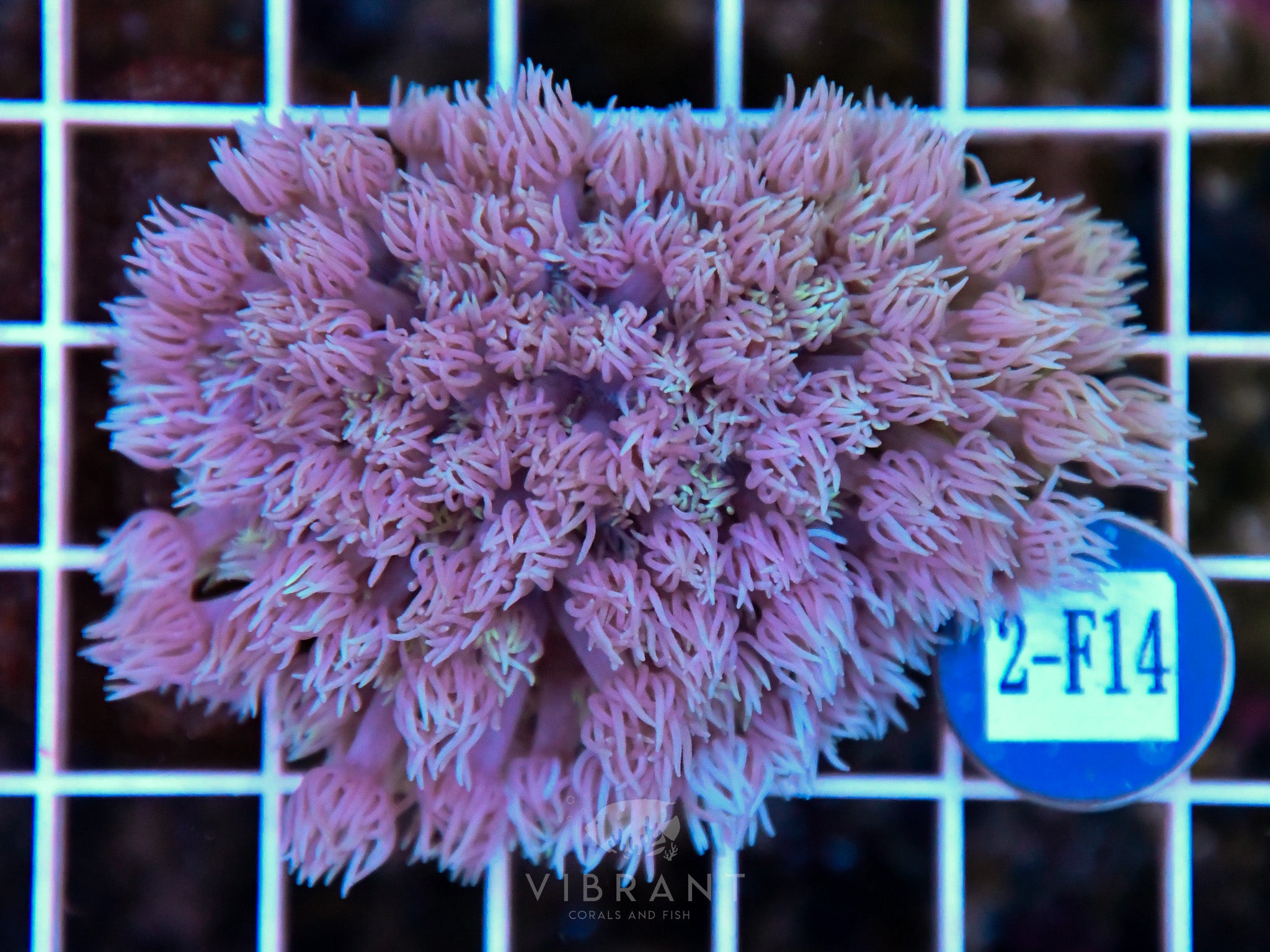 Goniopora Ultra WAUS