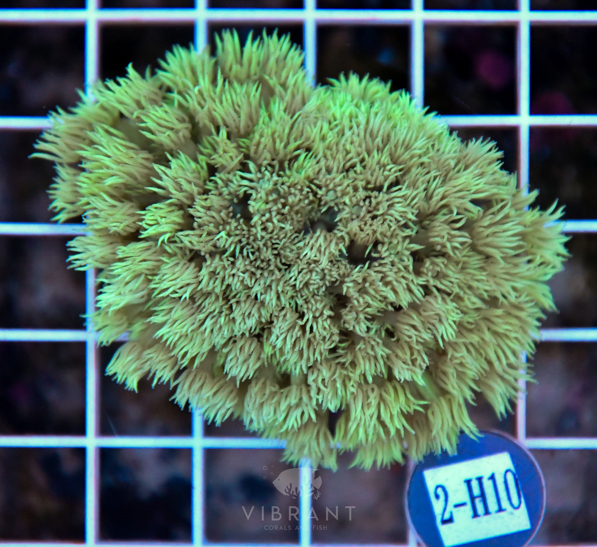 Goniopora Ultra WAUS