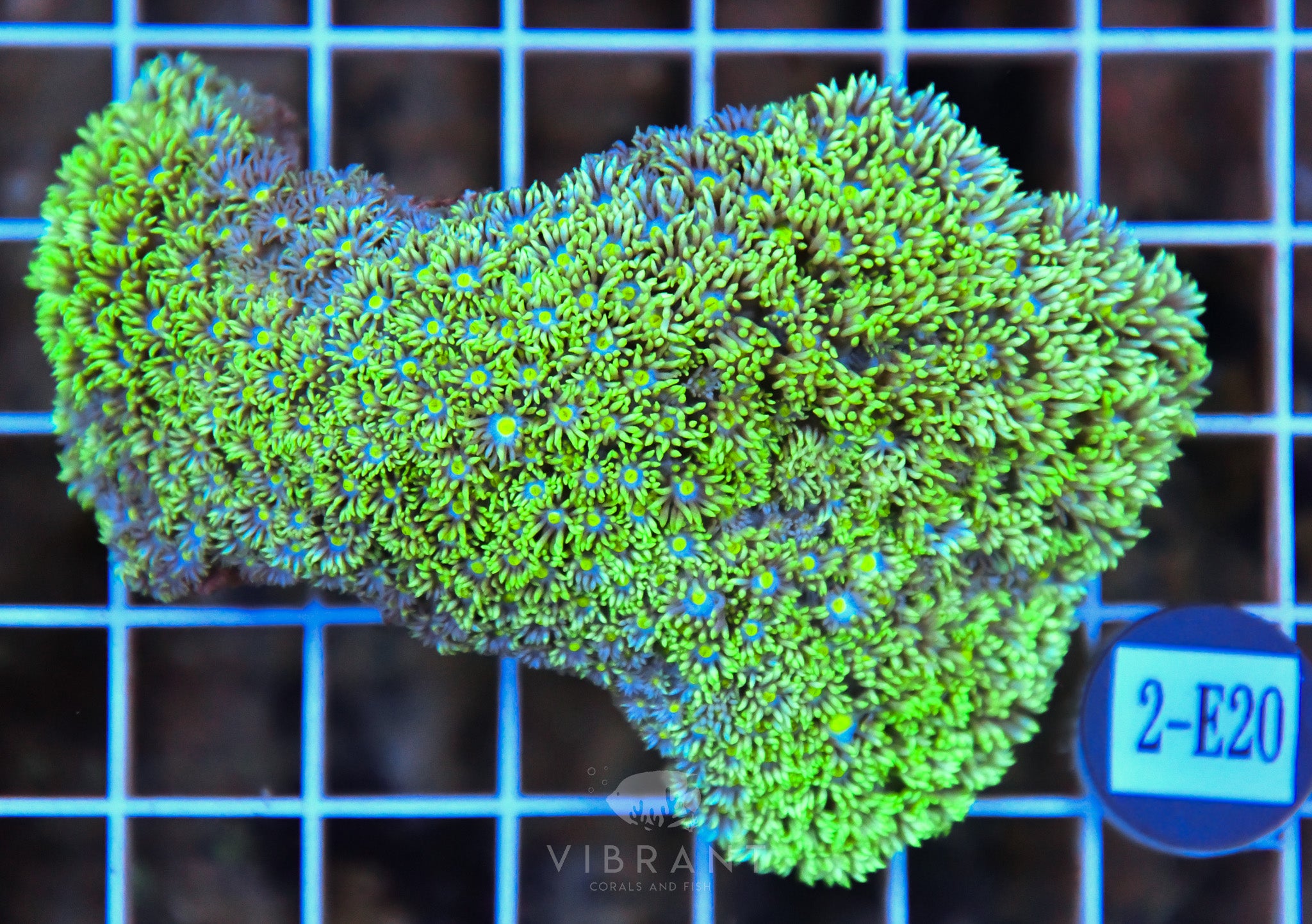 Goniopora