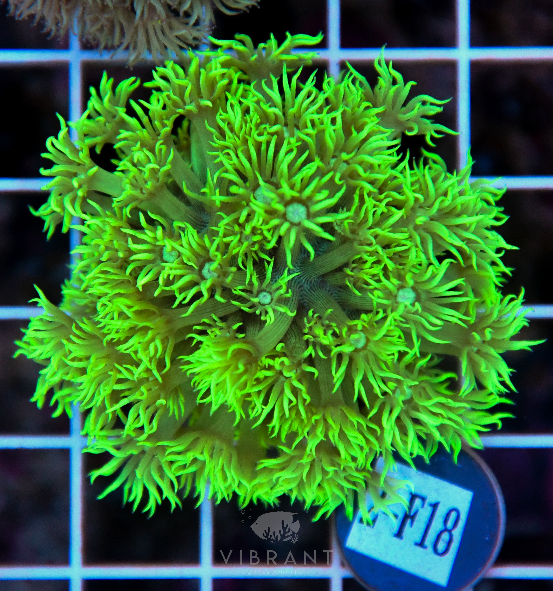 Goniopora Ultra WAUS