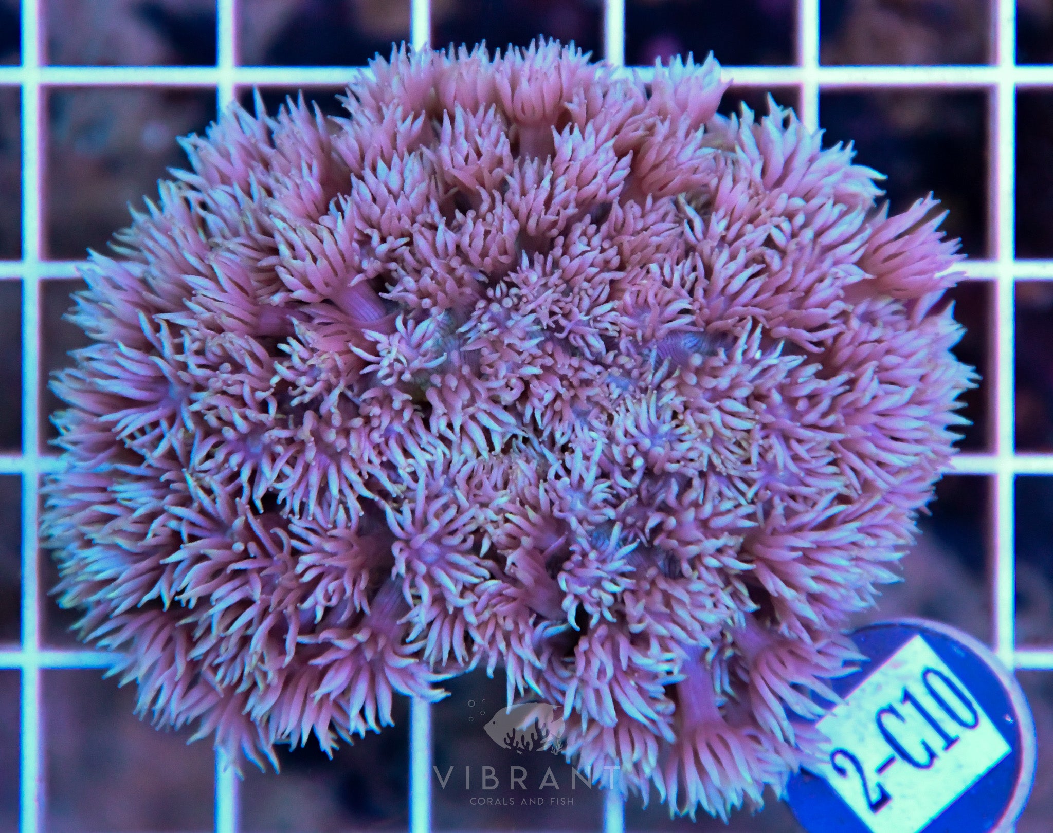 Goniopora Ultra WAUS