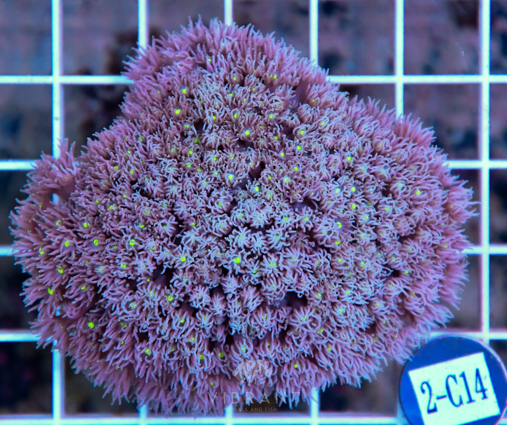 Goniopora Ultra WAUS