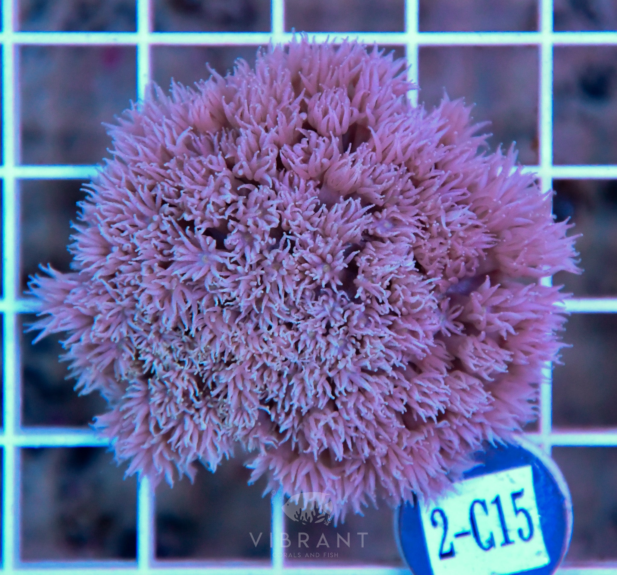 Goniopora Ultra WAUS