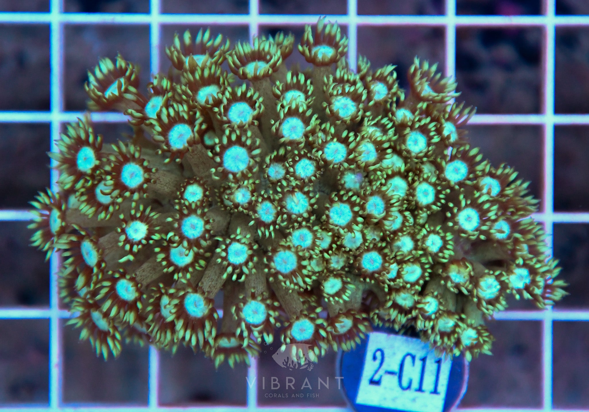 Goniopora Ultra WAUS