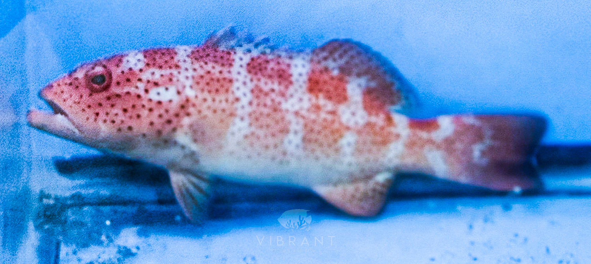 Grouper (Epinephelus morio)