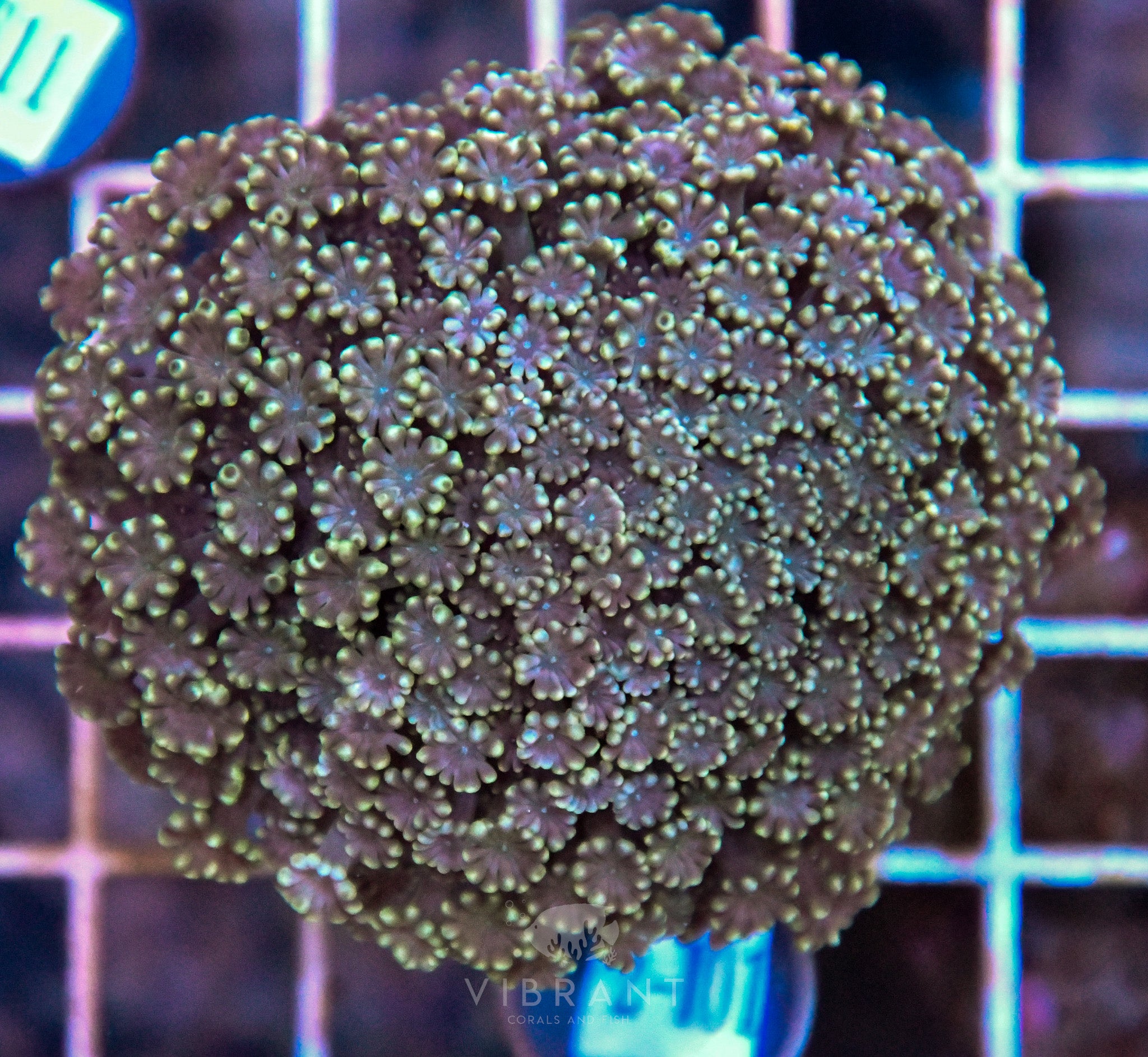 Alveopora Ultra INDO