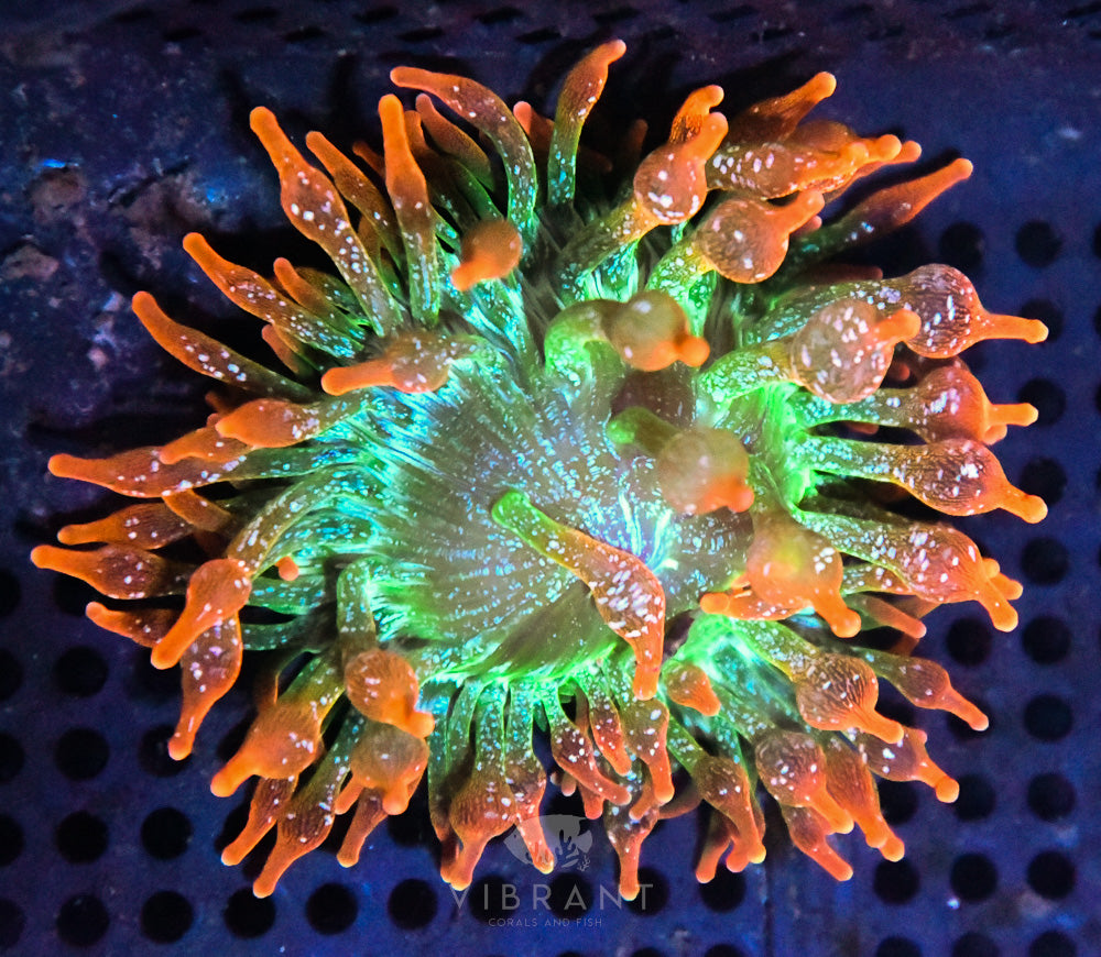 Bubble Tip Anemone