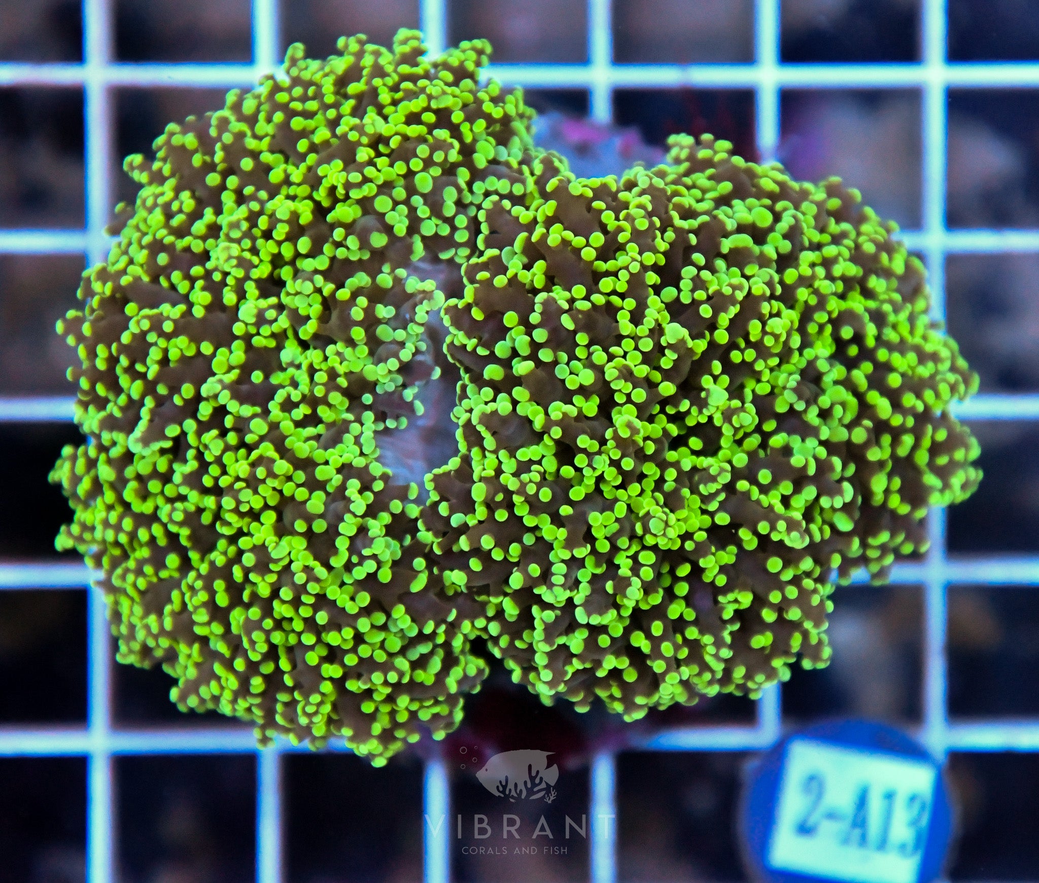 Yaeyamaensis Branching INDO