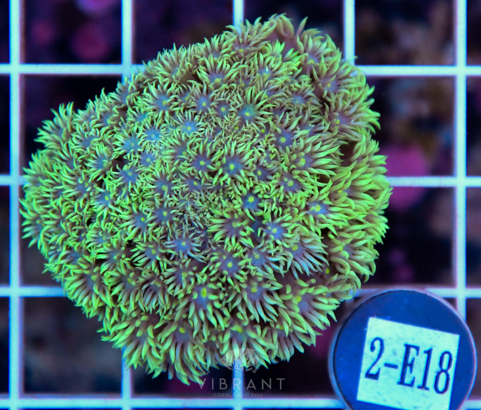 Goniopora Ultra WAUS