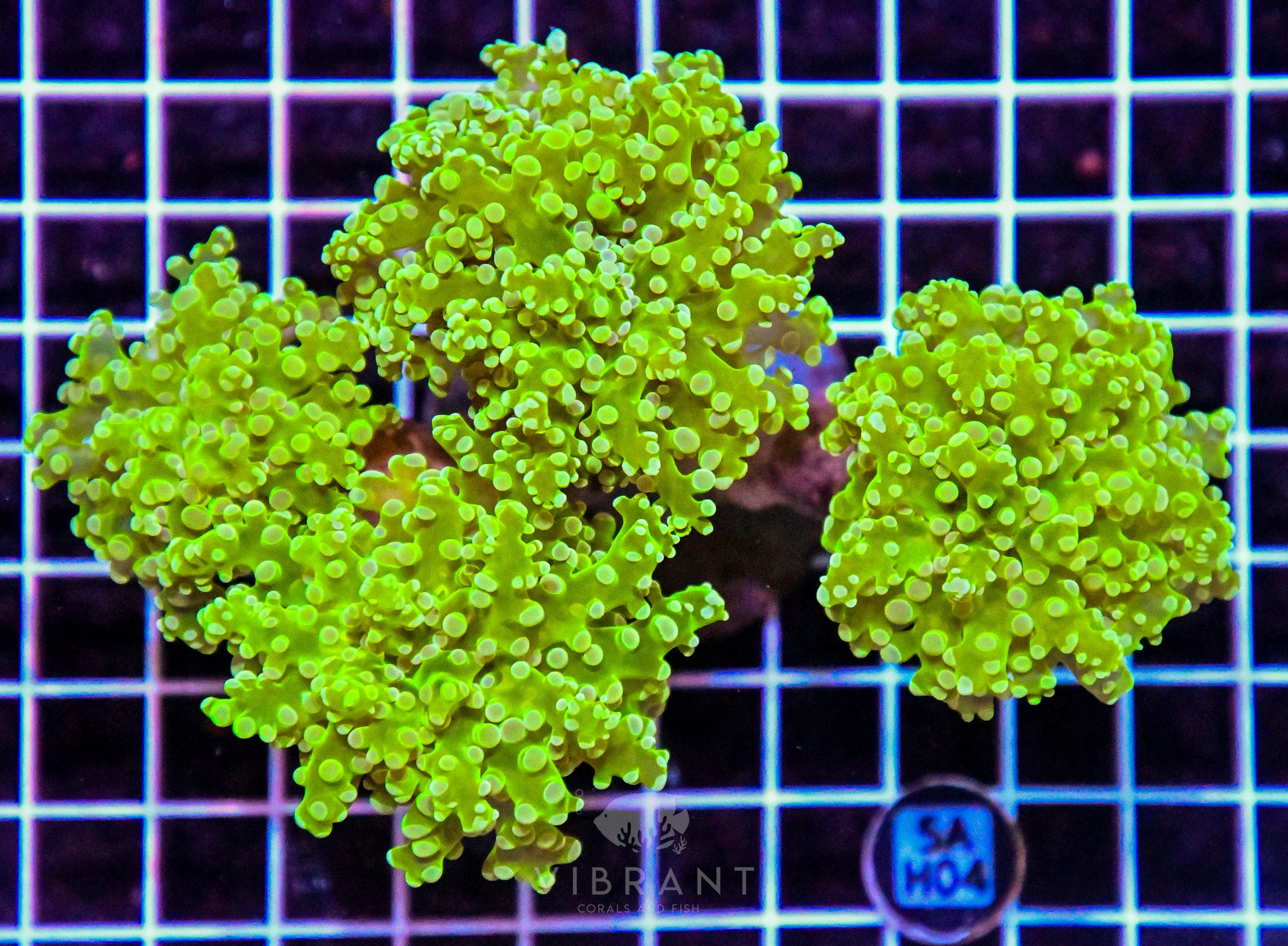 Frogspawn Branching INDO
