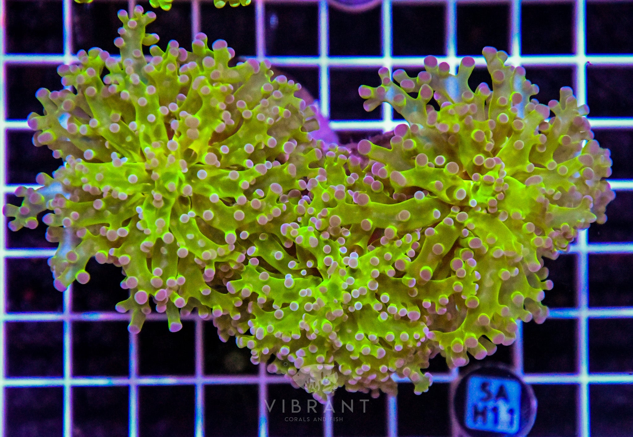 Frogspawn Branching INDO