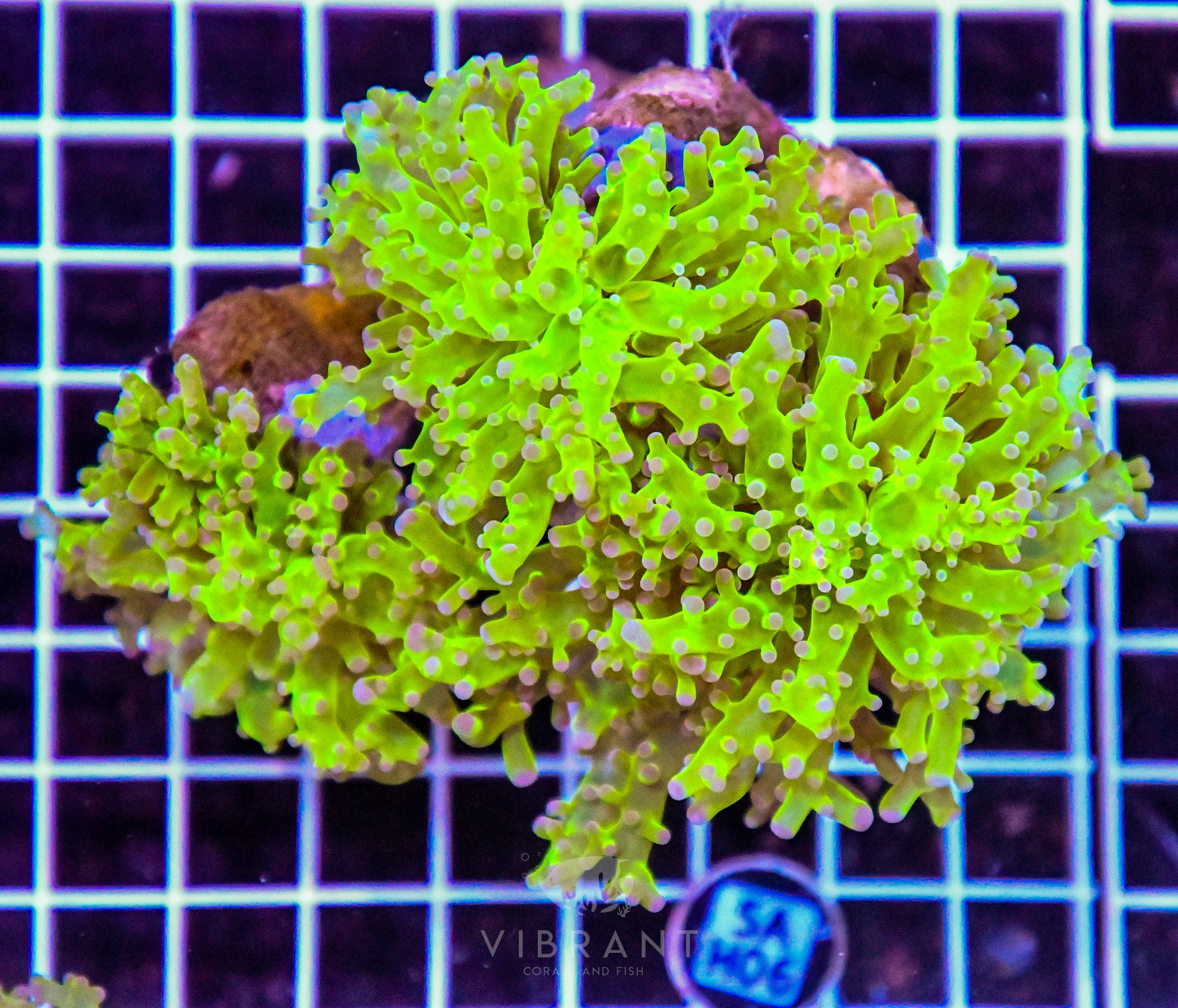 Frogspawn Branching INDO
