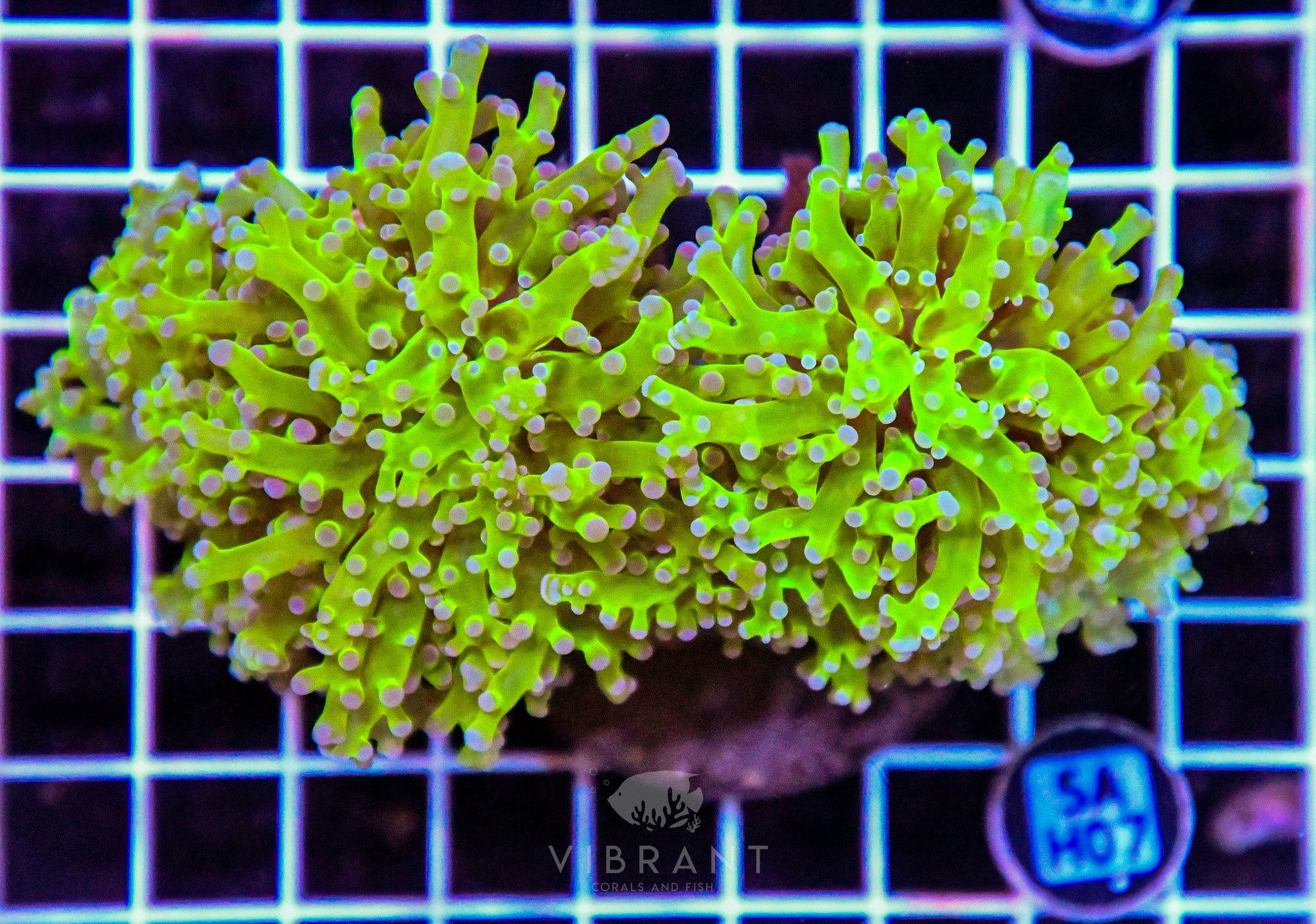 Frogspawn Branching INDO